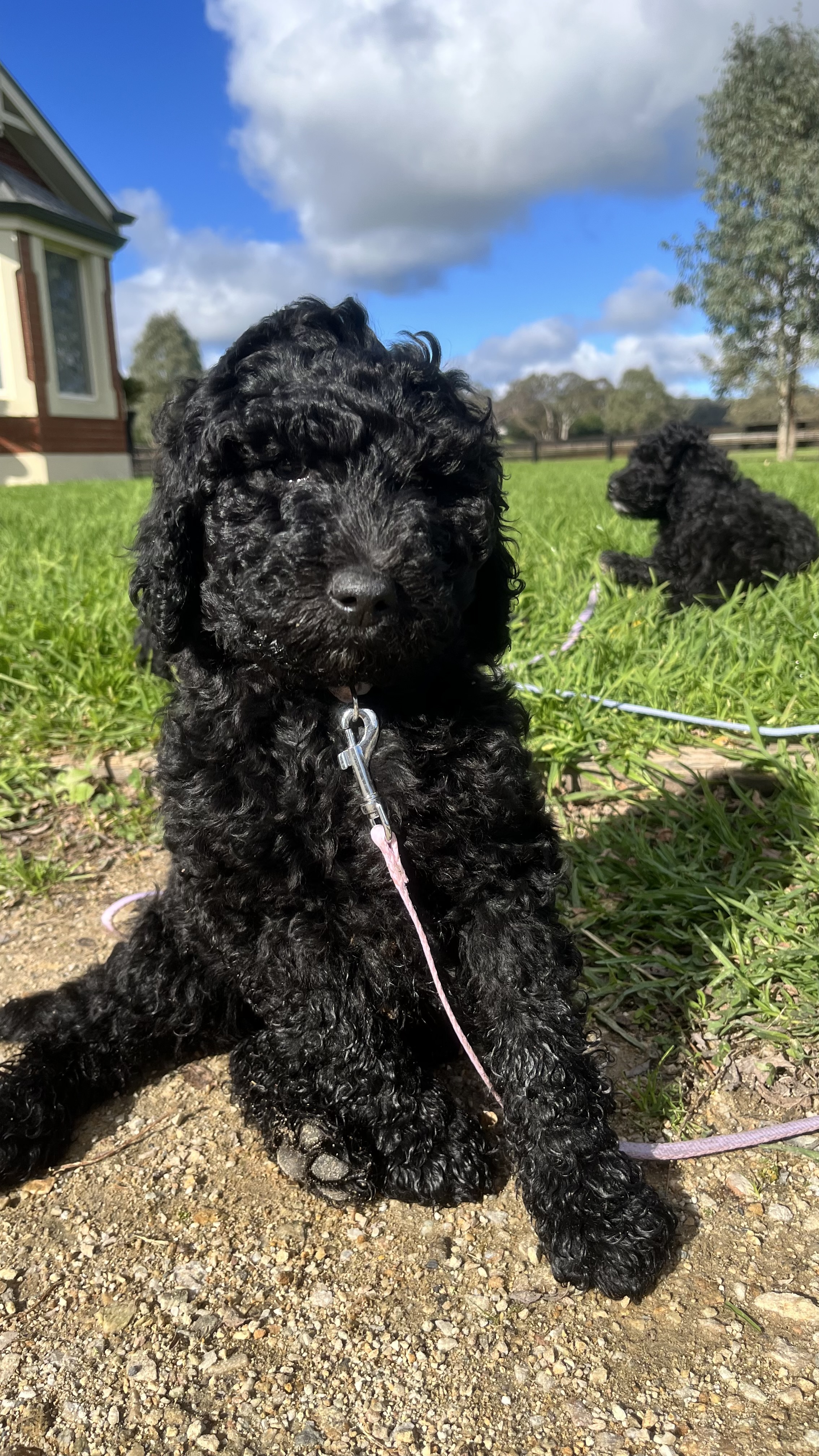 Standard Poodle Puppies — photo 1