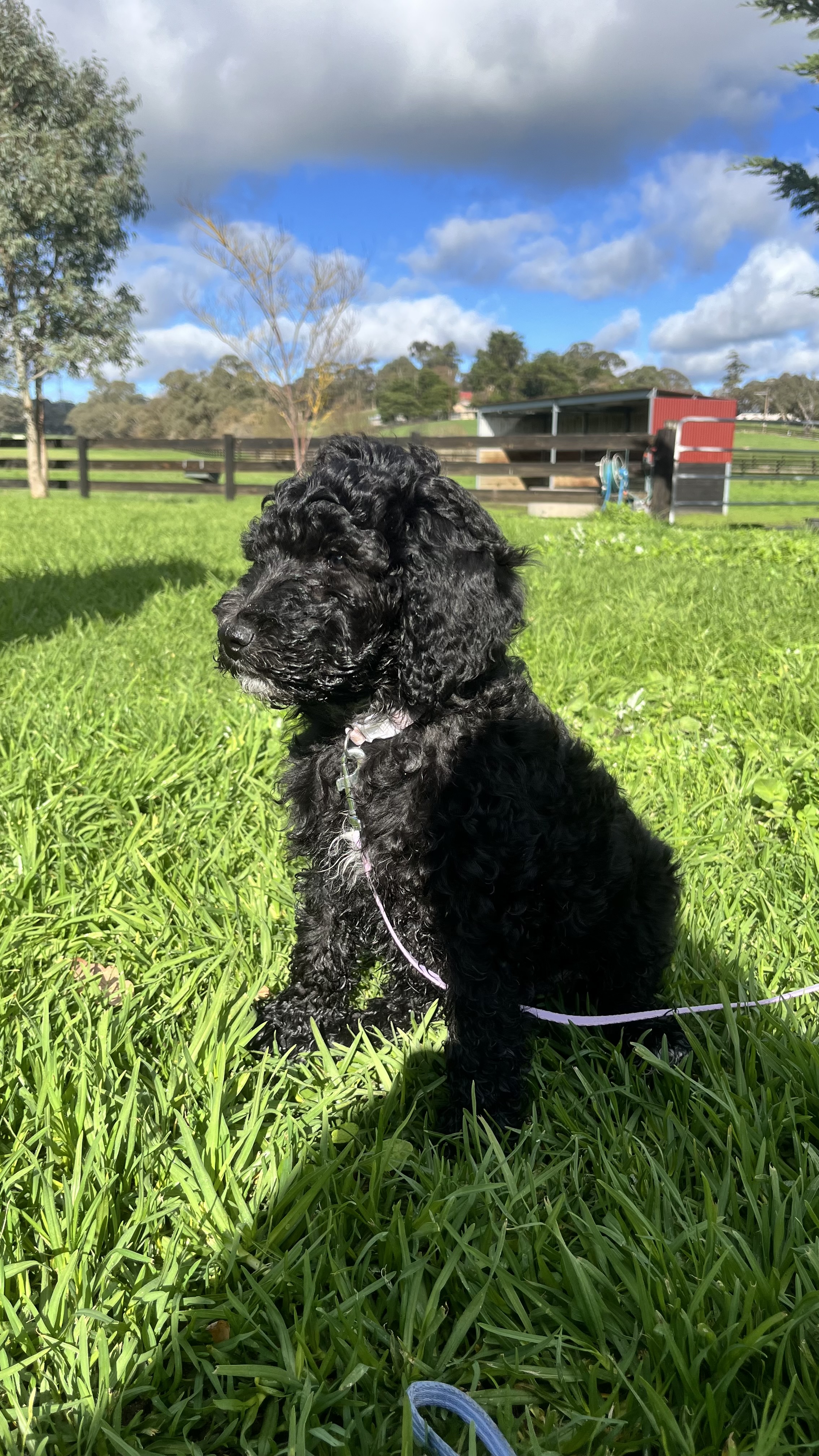 Standard Poodle Puppies — photo 3