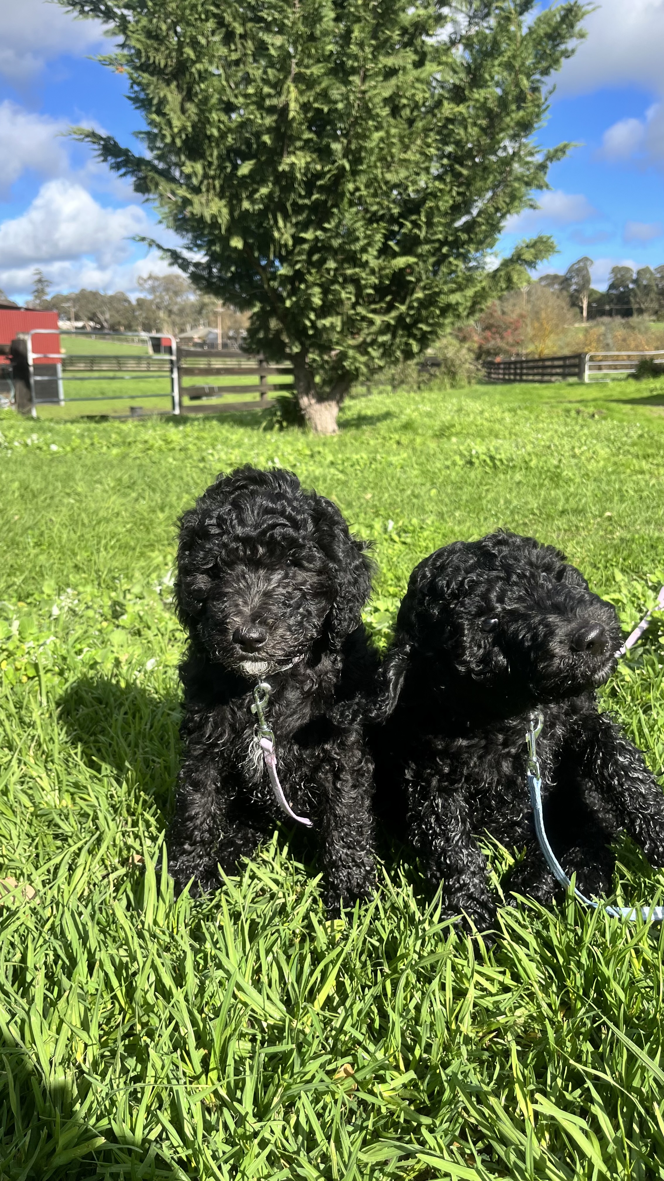Standard Poodle Puppies — photo 7
