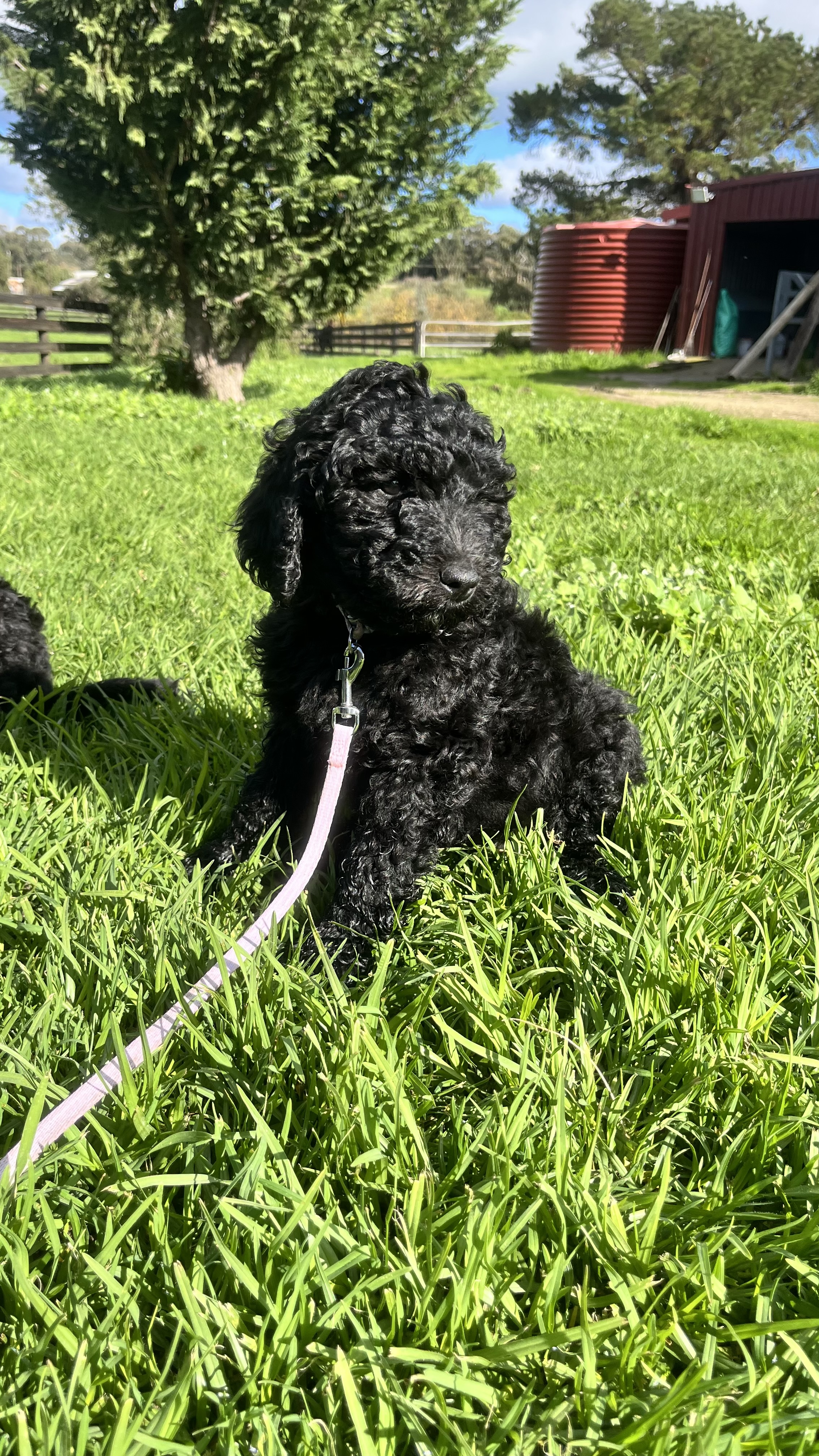 Standard Poodle Puppies — photo 6