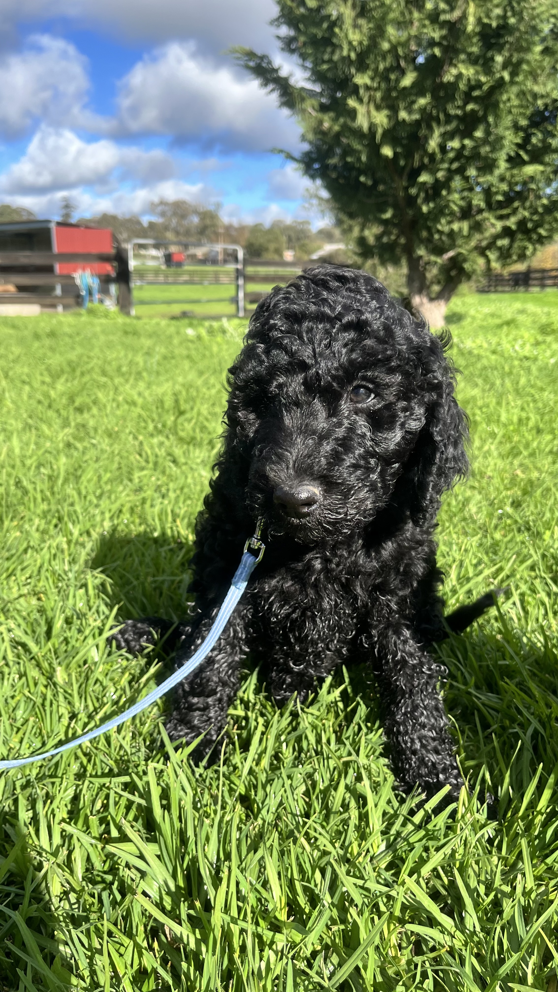 Standard Poodle Puppies — photo 4