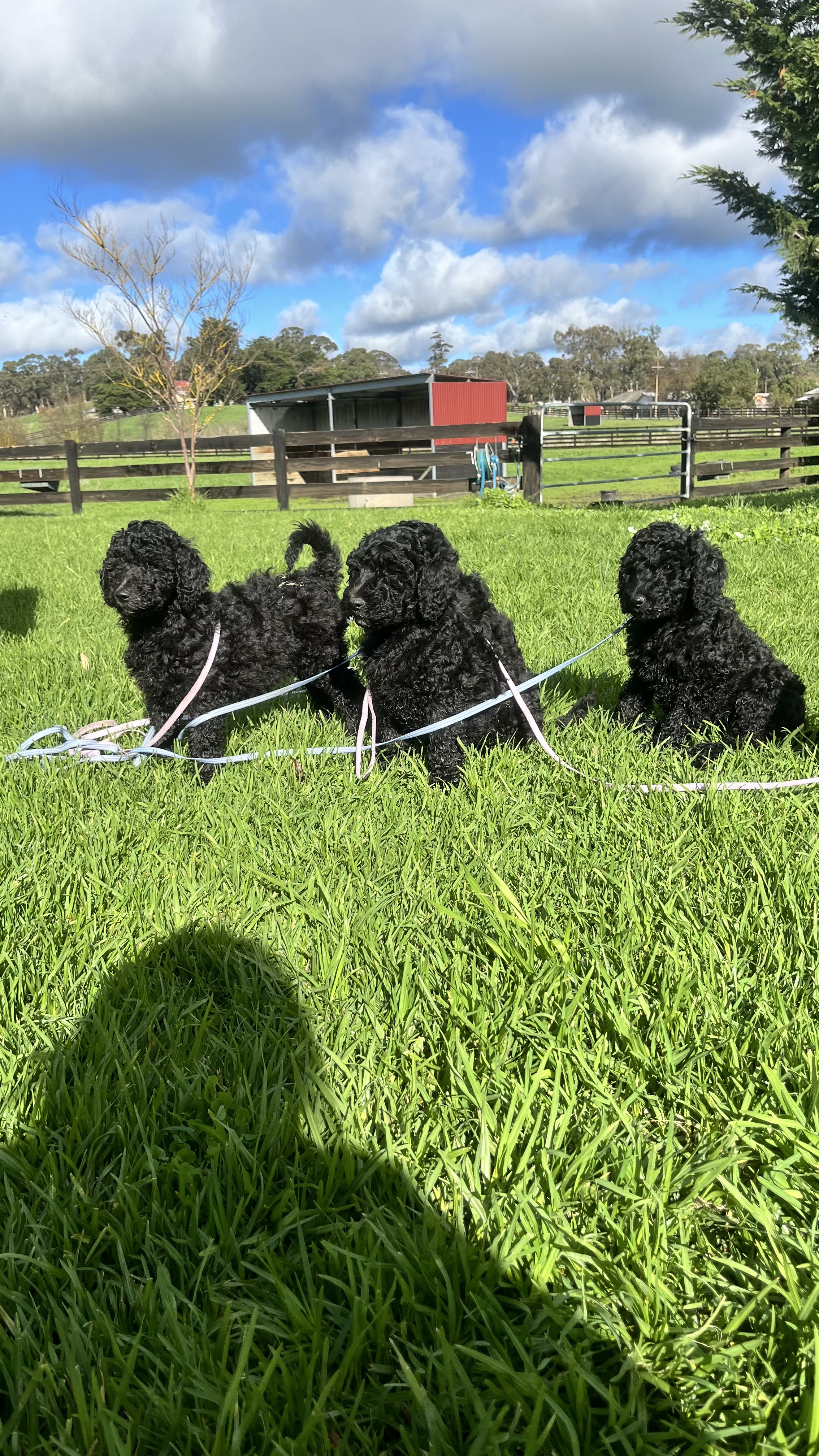Standard Poodle Puppies — photo 5