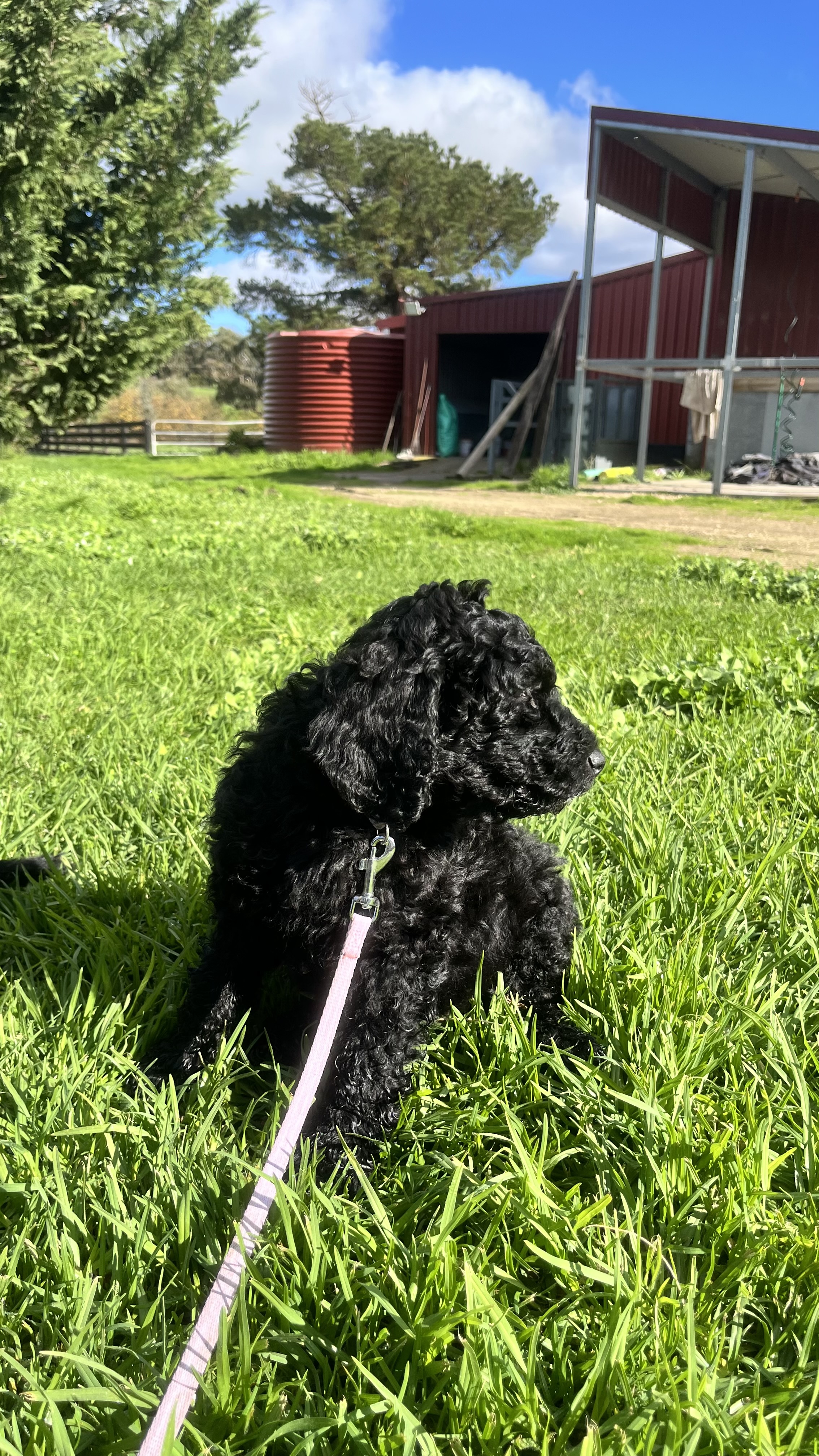 Standard Poodle Puppies — photo 2