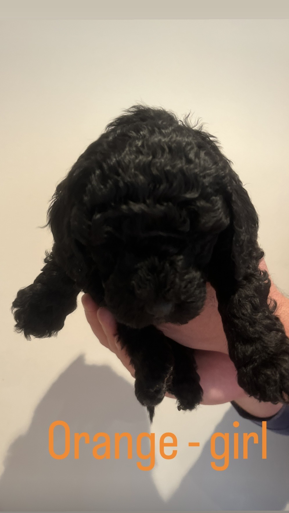Standard Poodle Puppies — photo 10