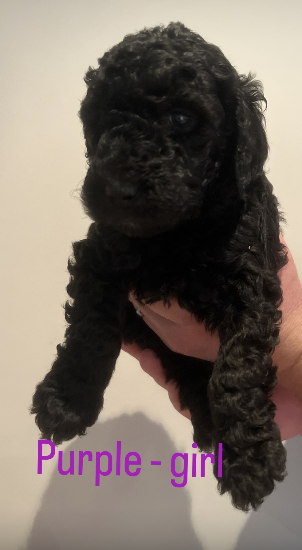 Standard Poodle Puppies — photo 8