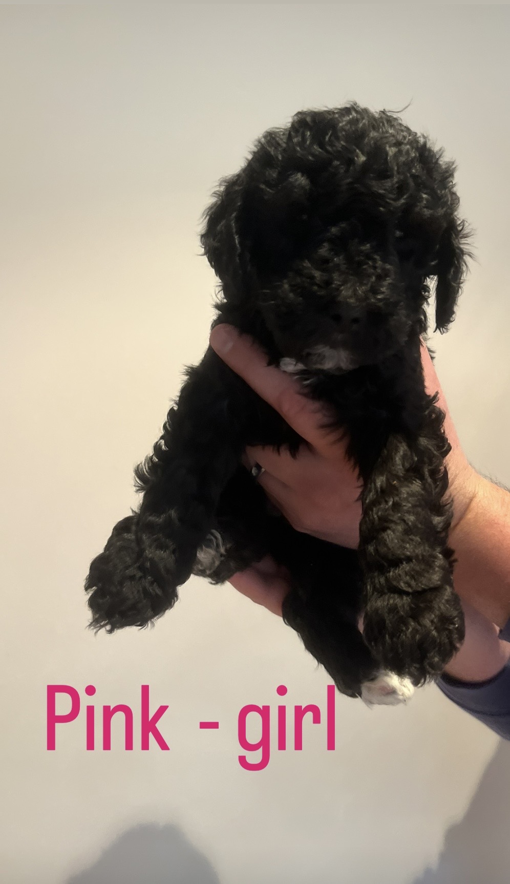 Standard Poodle Puppies — photo 11