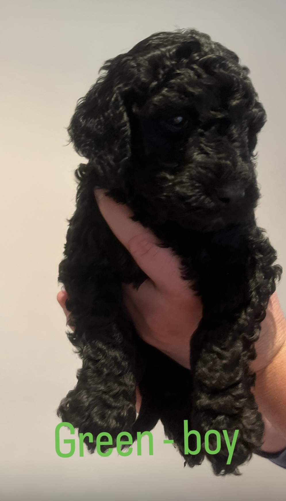 Standard Poodle Puppies — photo 13