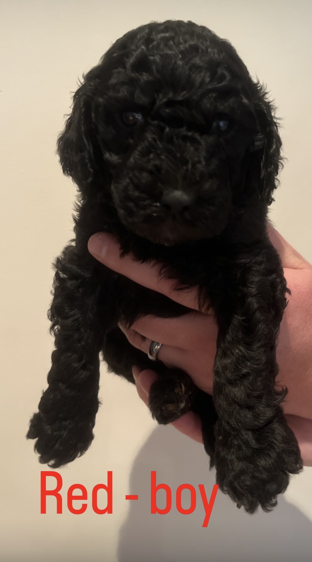 Standard Poodle Puppies — photo 12