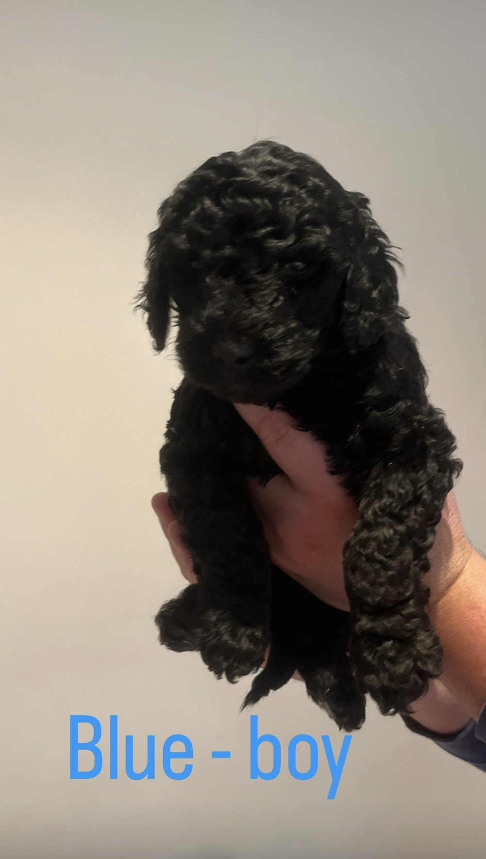 Standard Poodle Puppies — photo 9