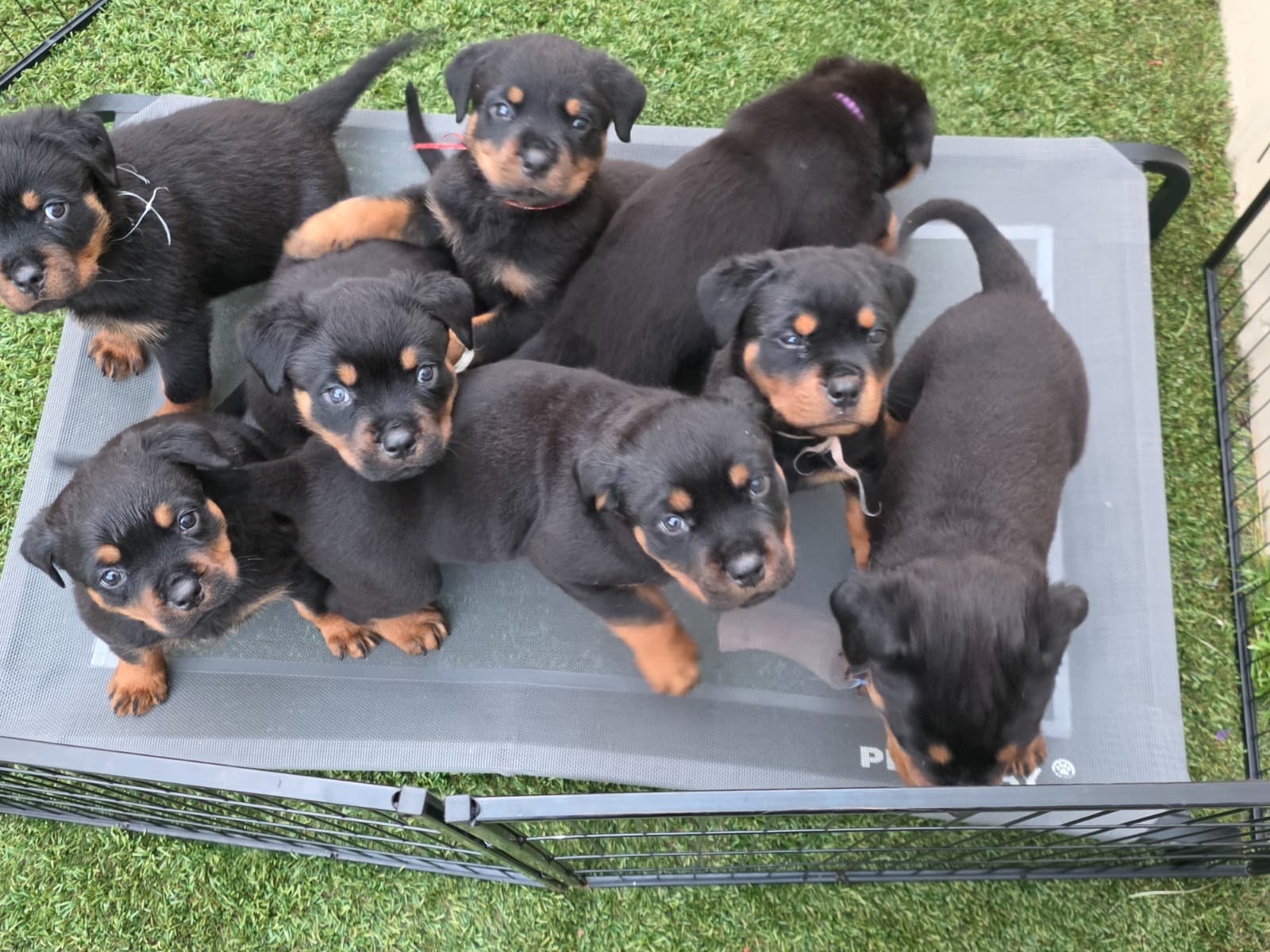 Premium working line Rottweiler Puppies