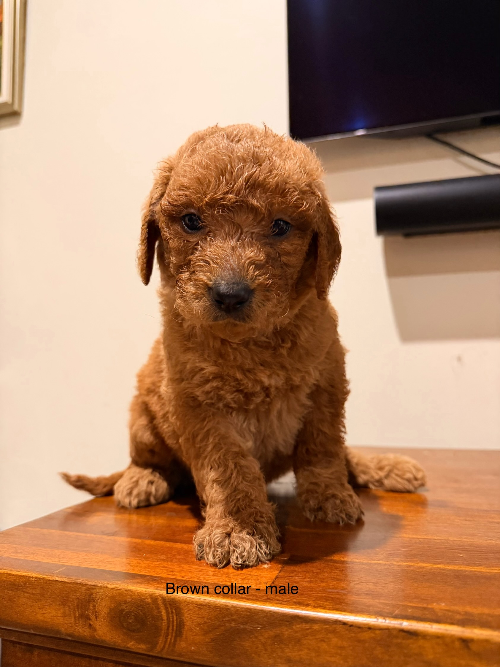 Groodle Puppies - Family Raised near Mudgee NSW - Ready 7 July