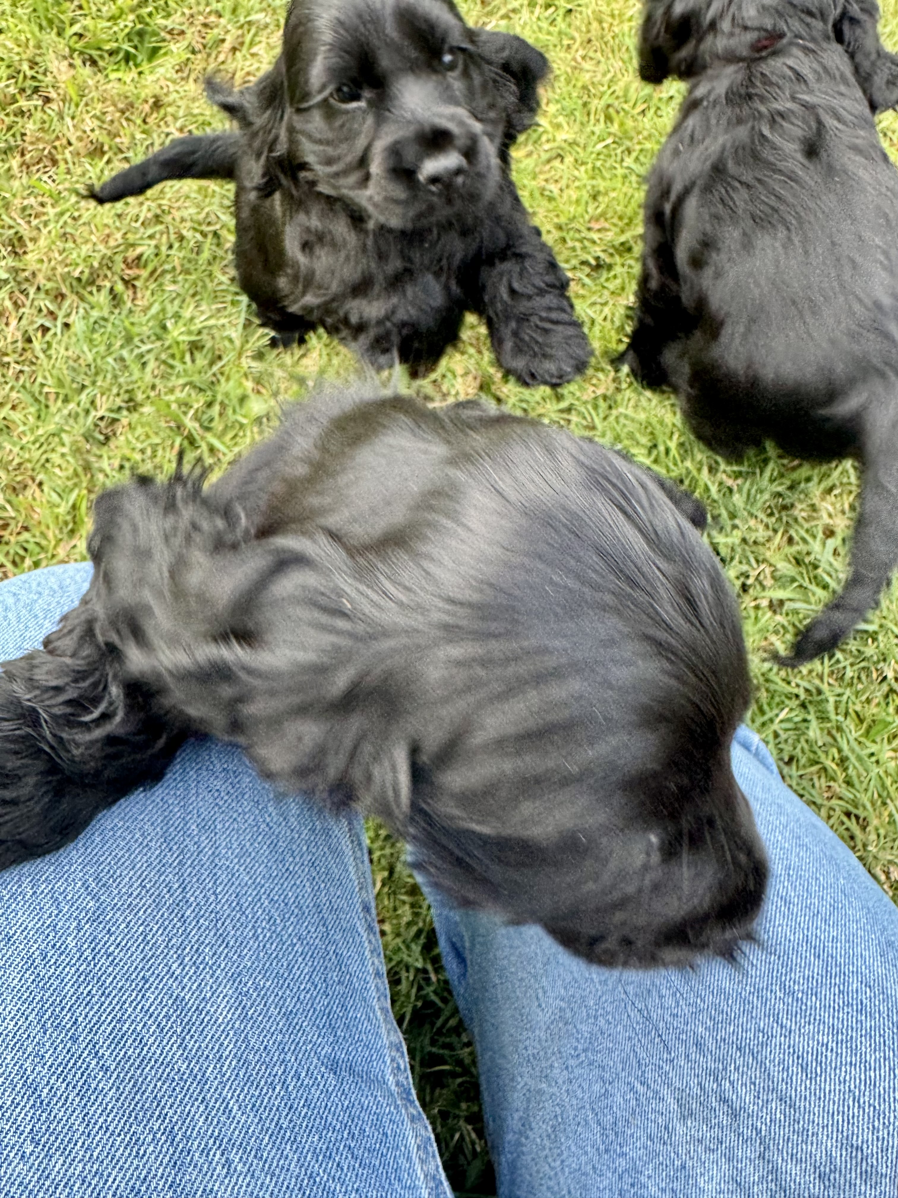 Cocker Spaniel puppies