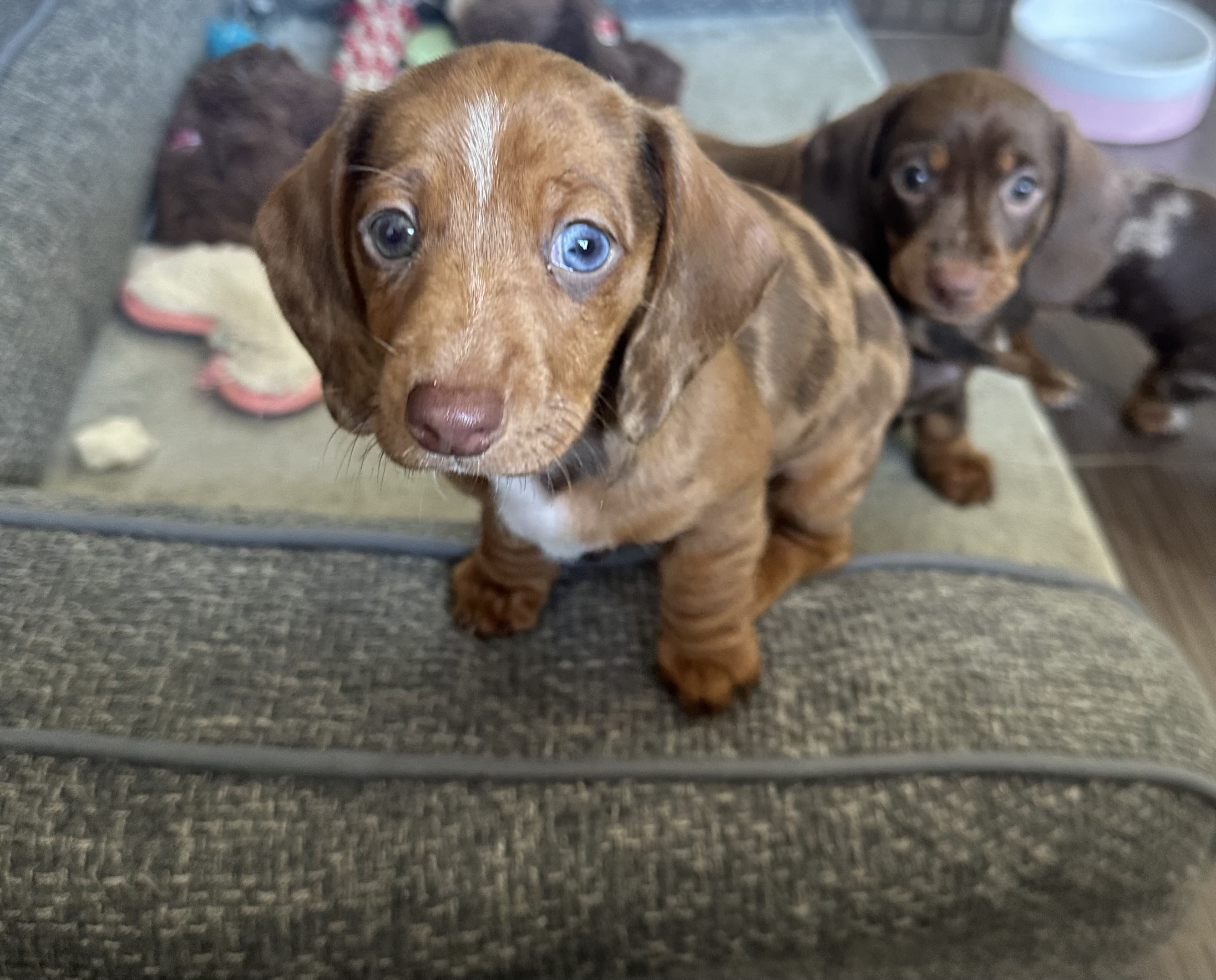 Stunning Miniature Dachshund Puppies — photo 1