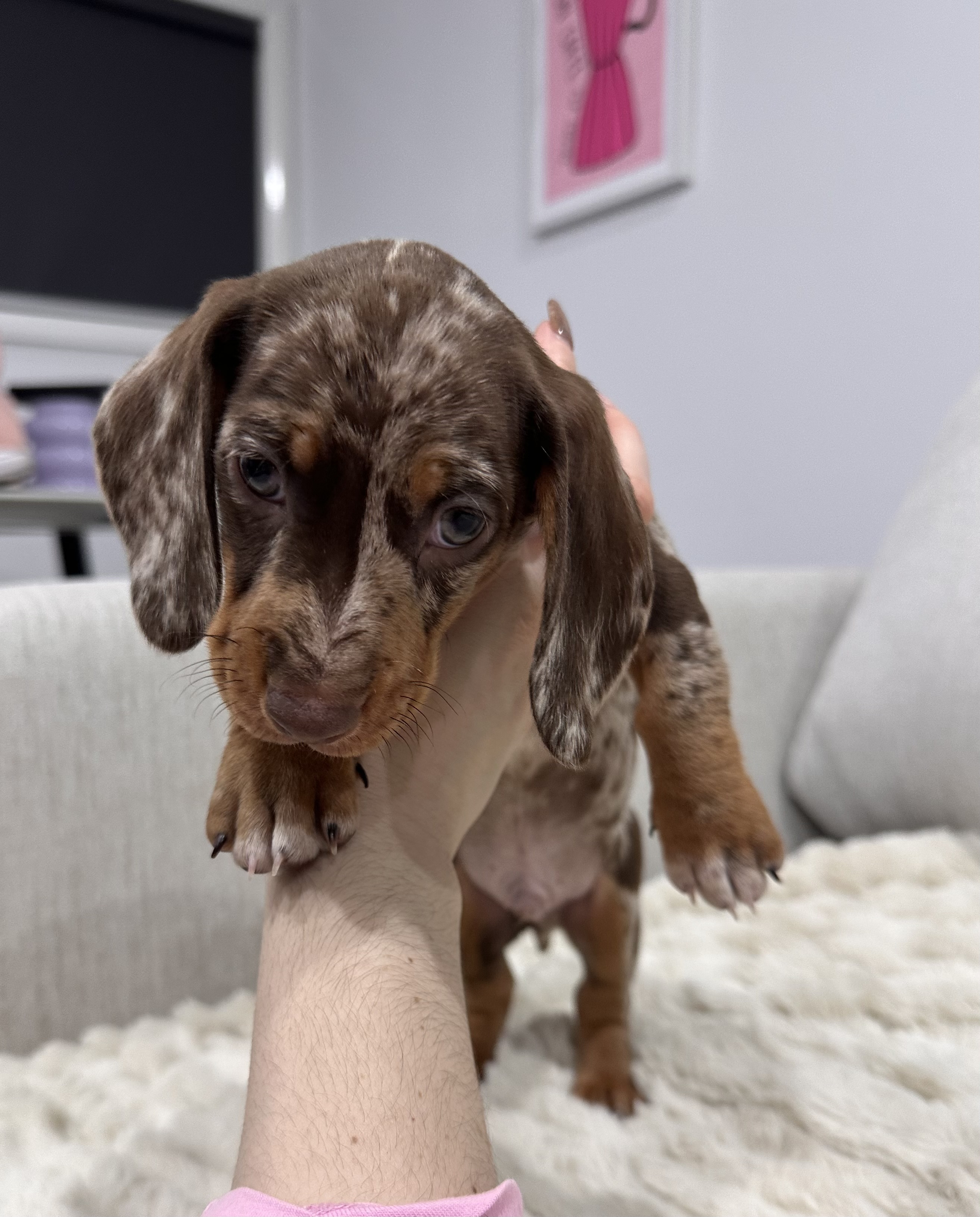 Stunning Miniature Dachshund Puppies — photo 3