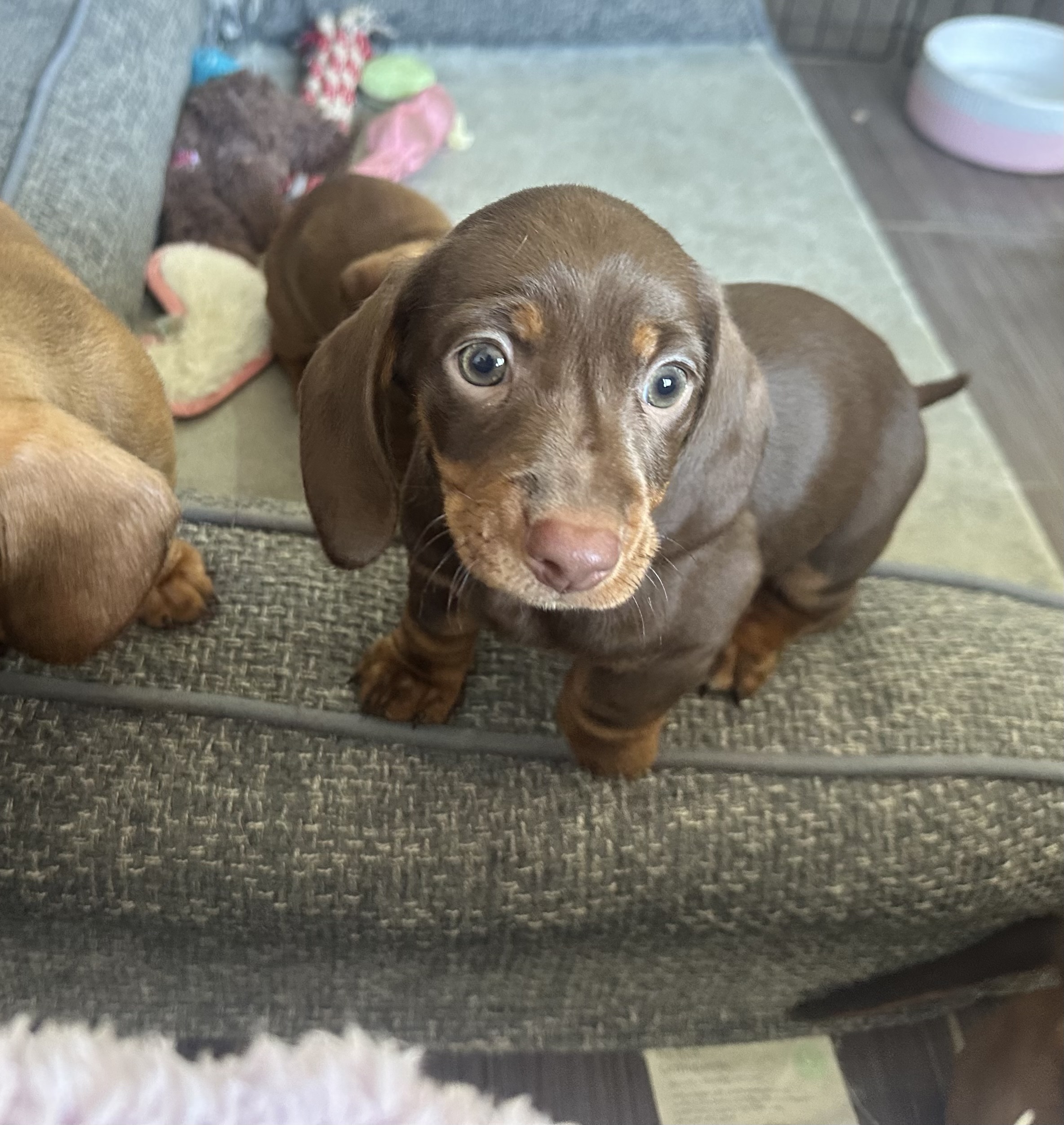Stunning Miniature Dachshund Puppies — photo 4