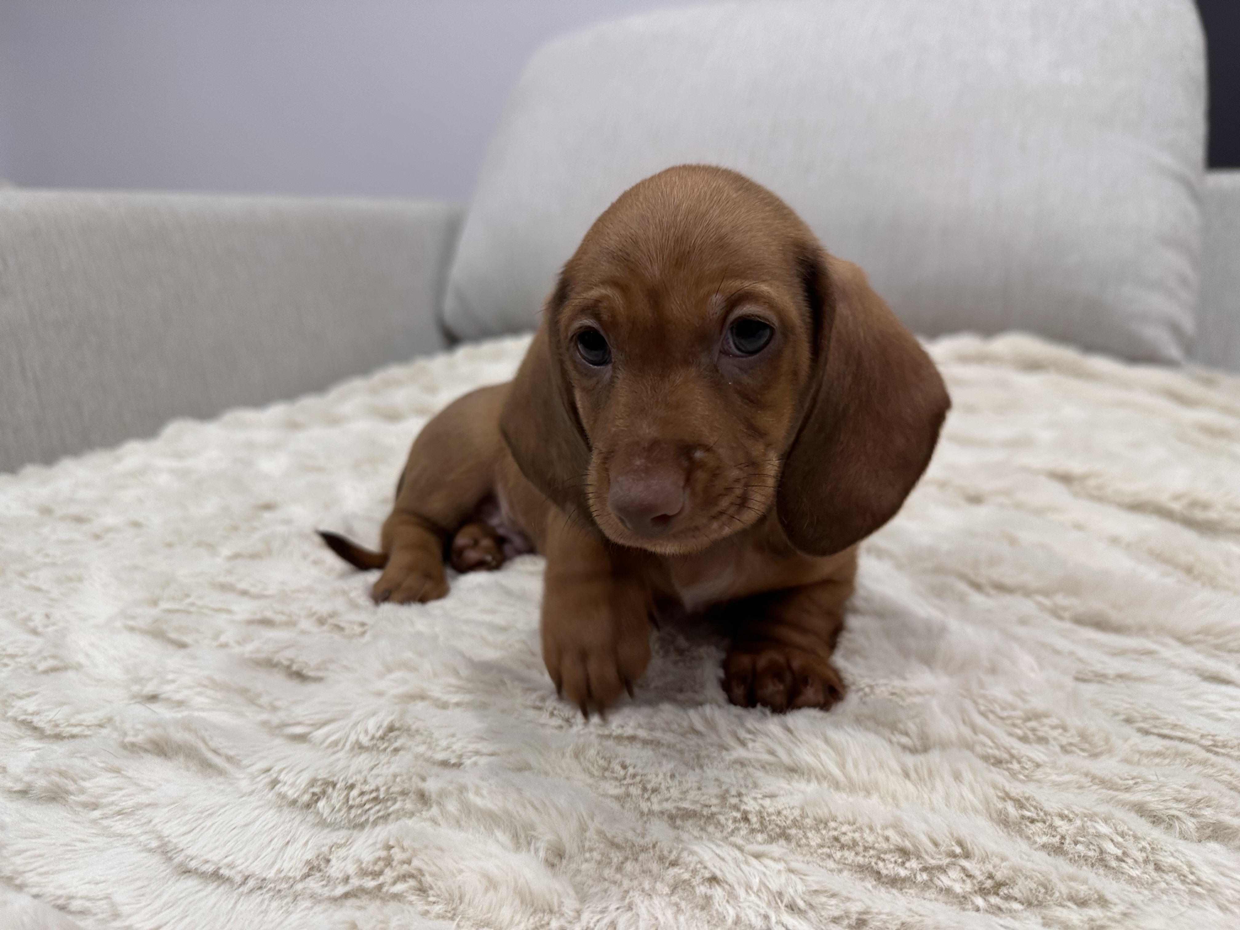 Stunning Miniature Dachshund Puppies — photo 6