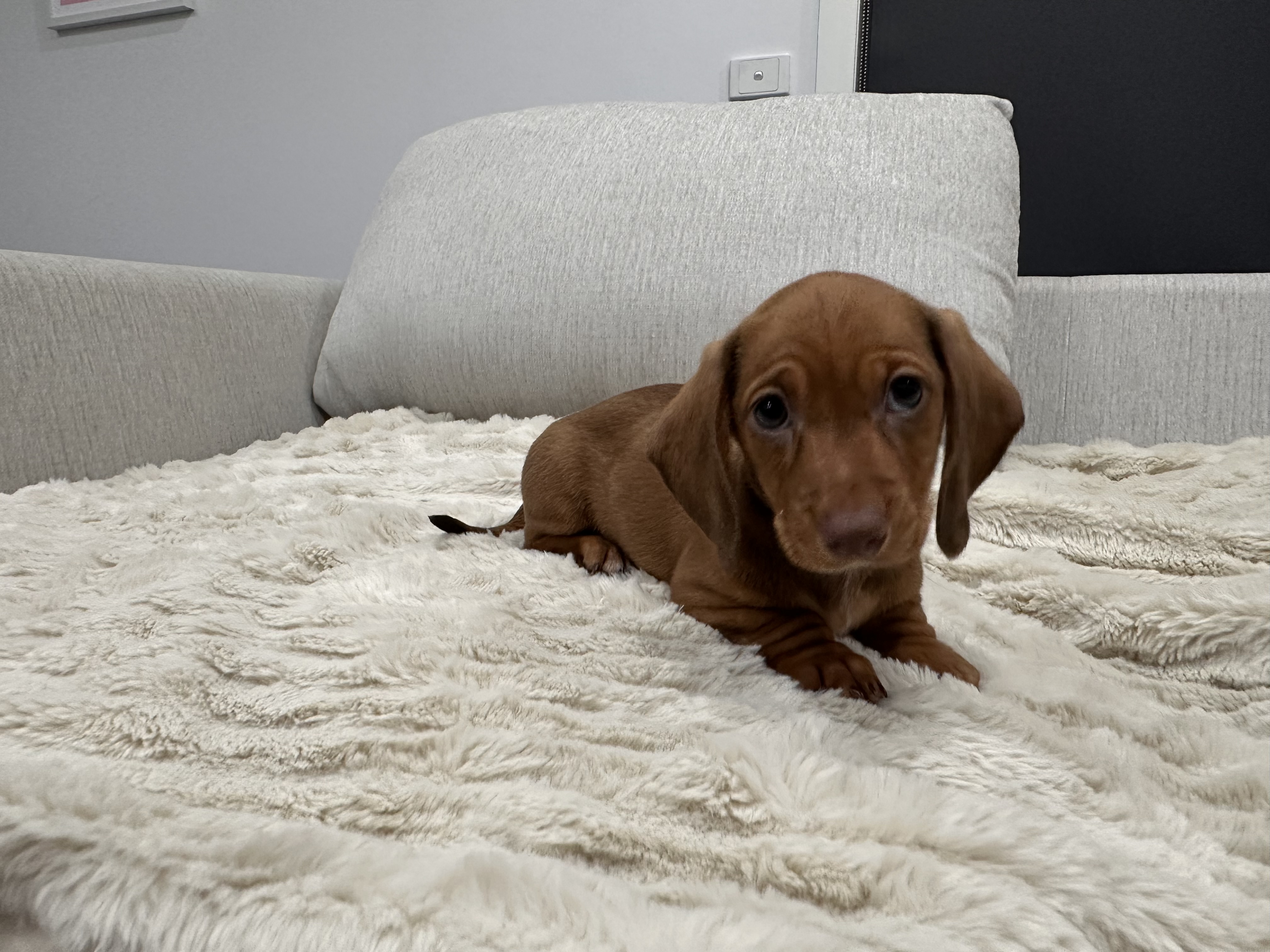 Stunning Miniature Dachshund Puppies — photo 5