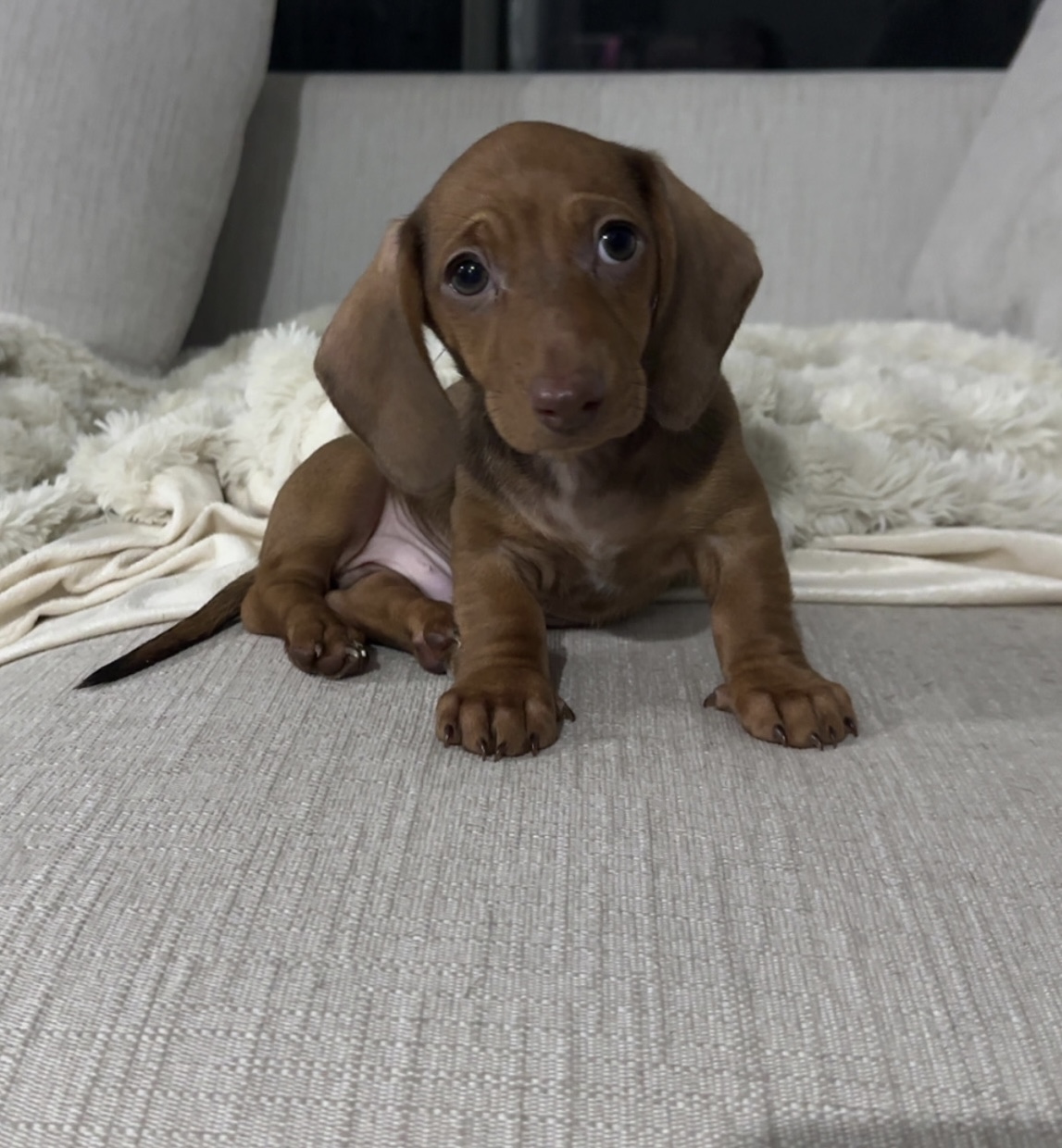 Stunning Miniature Dachshund Puppies — photo 2