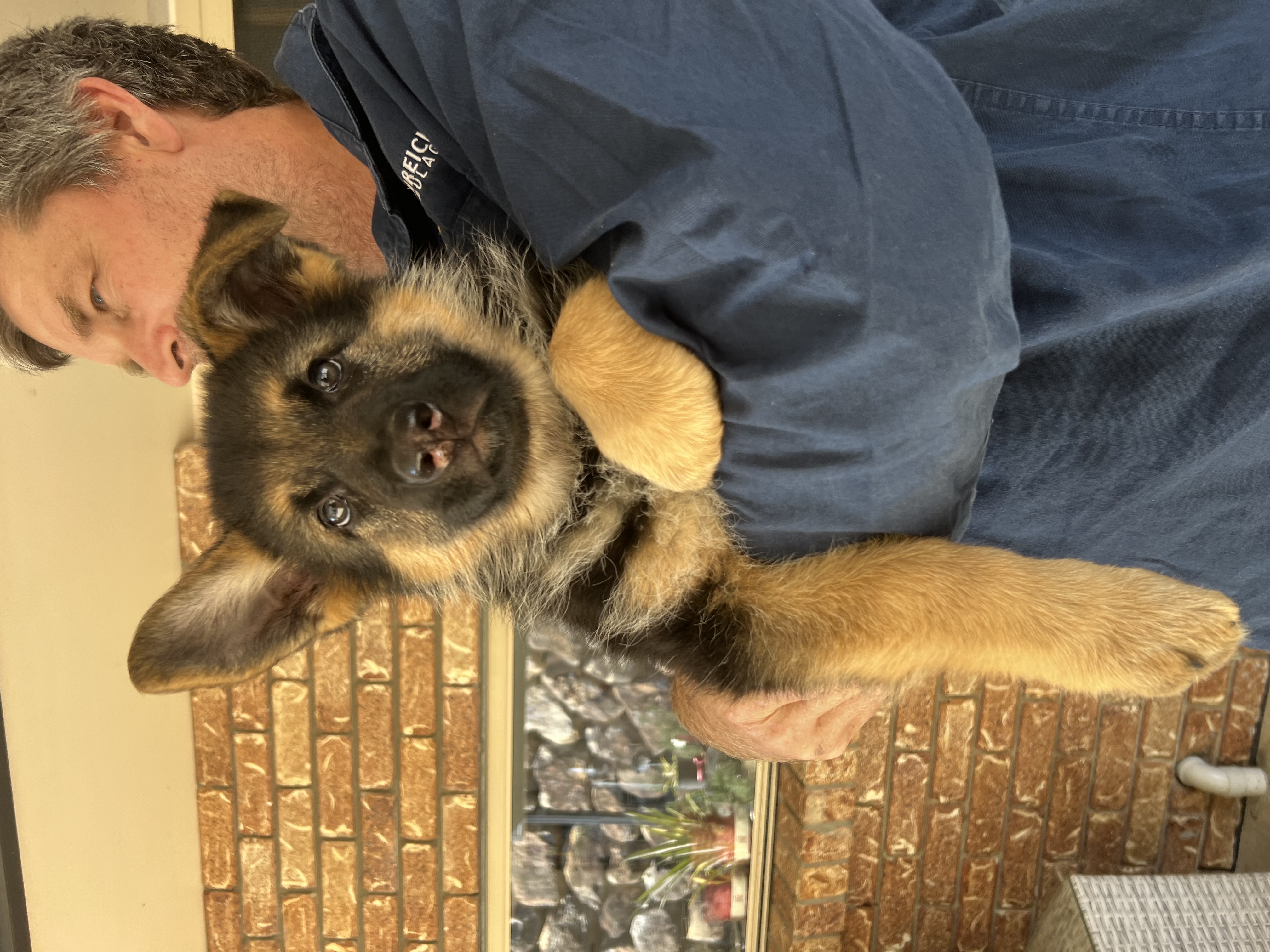 Puppy 1