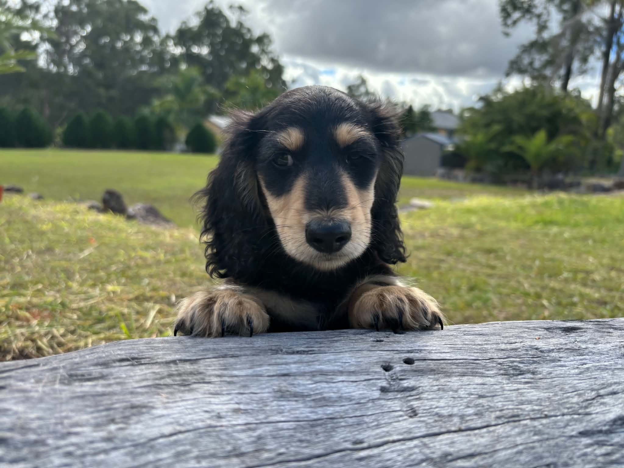Miniature Long Haired Dachshund