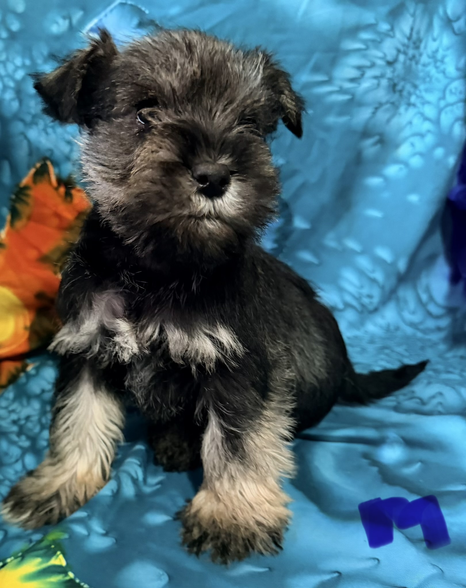 Miniature Schnauzer Puppies