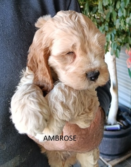 GOLDEN COCKER SPANIEL X SPOODLE MALES