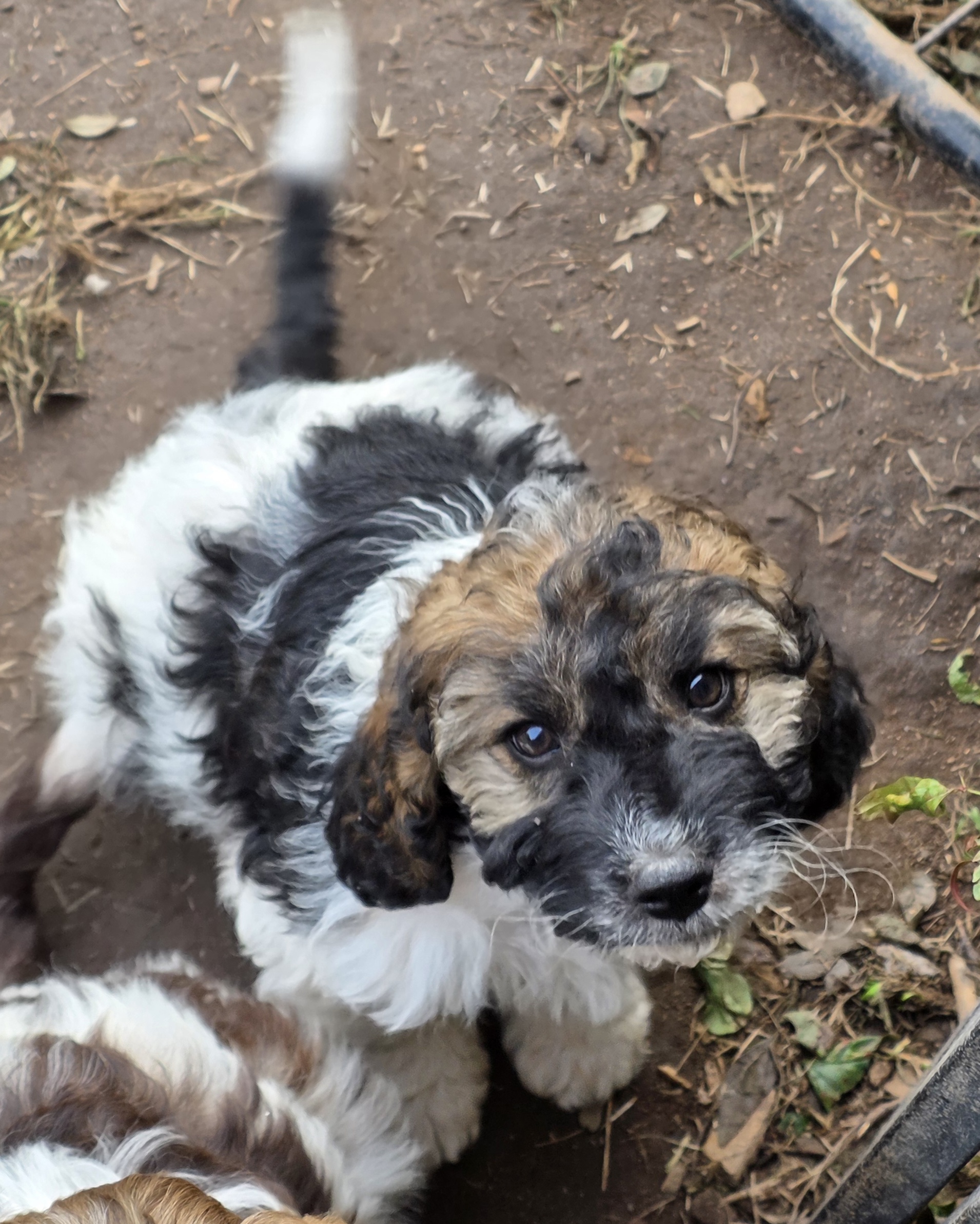 Spoodle puppies — photo 1