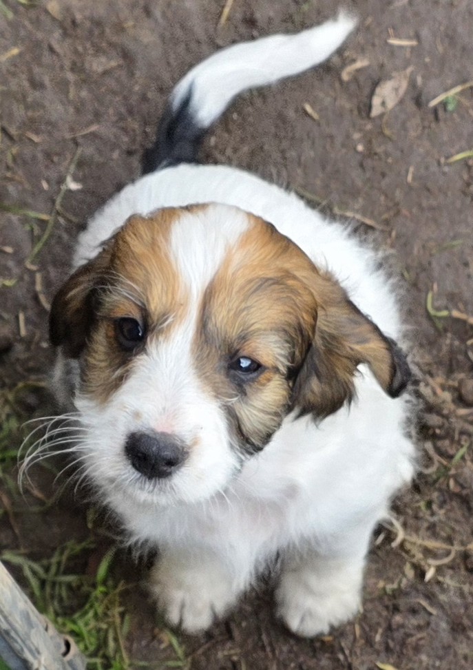 Spoodle puppies — photo 2