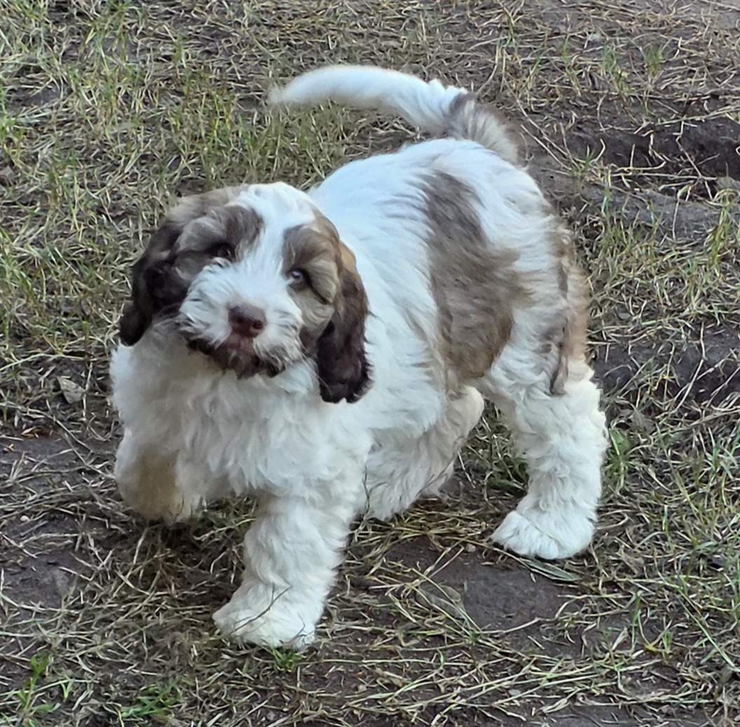 Spoodle puppies — photo 3