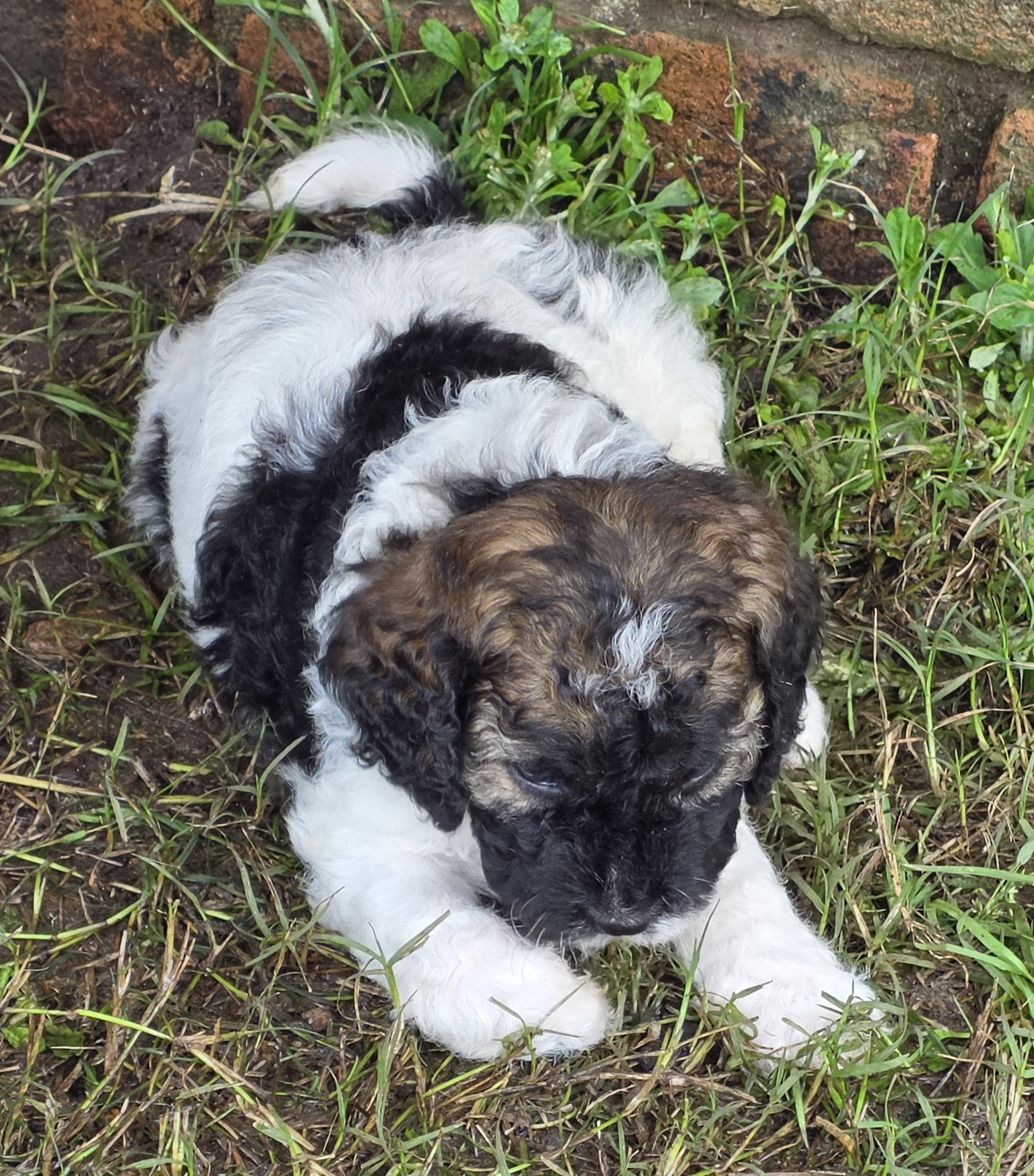 Spoodle puppies — photo 4