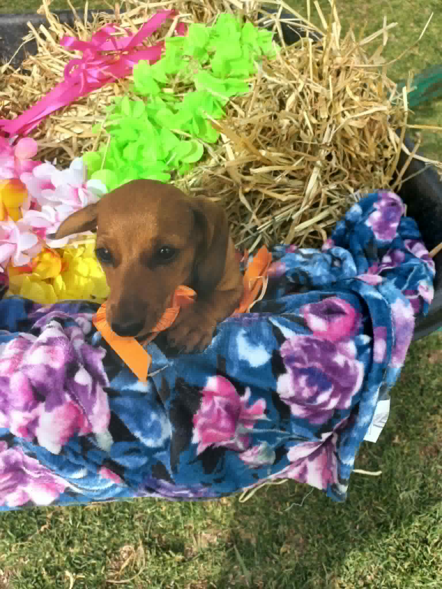 2 Female Mini Dachshunds