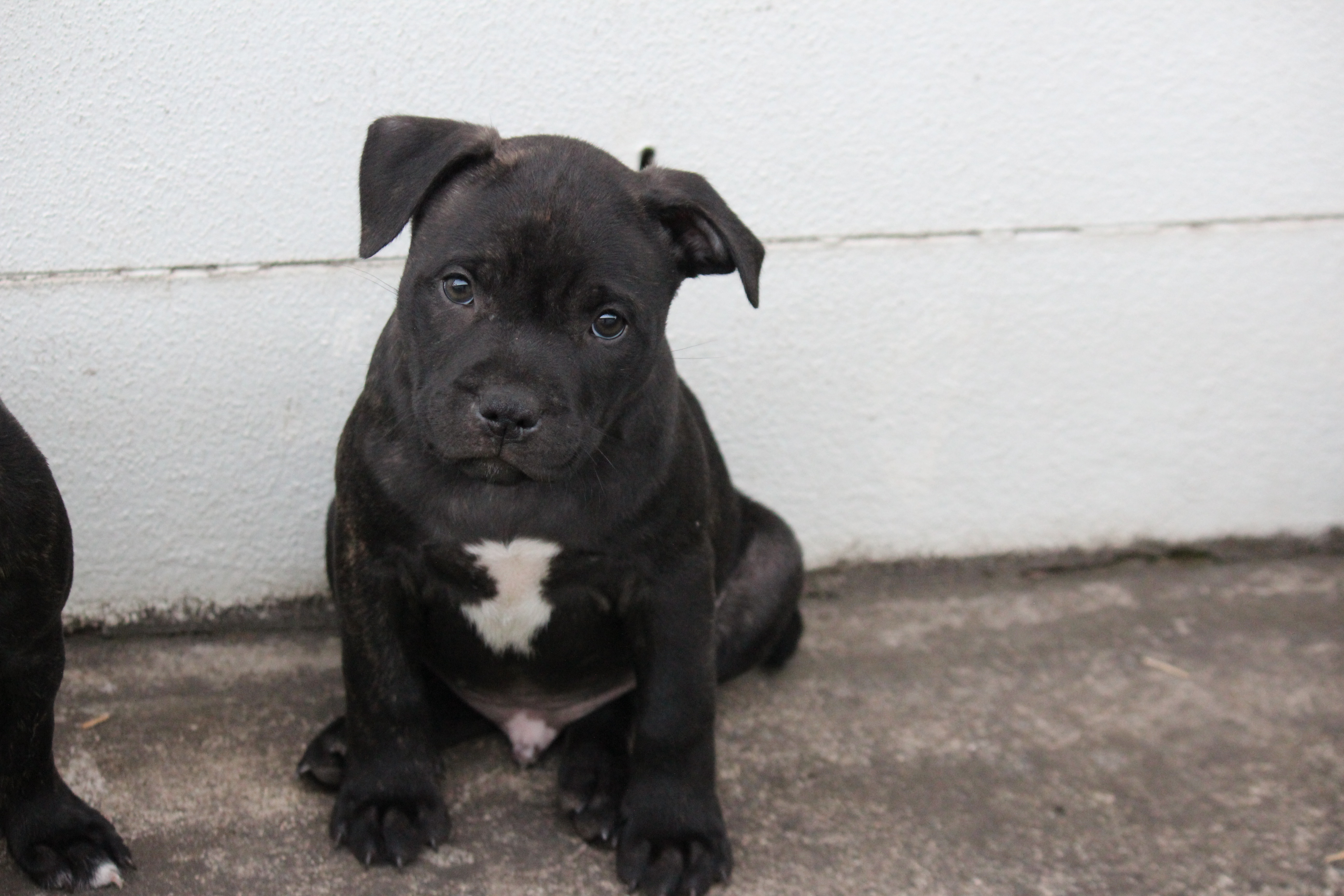 Purebred English Staffy (Staffordshire Bull Terrier) Puppies – Ready Now — photo 3