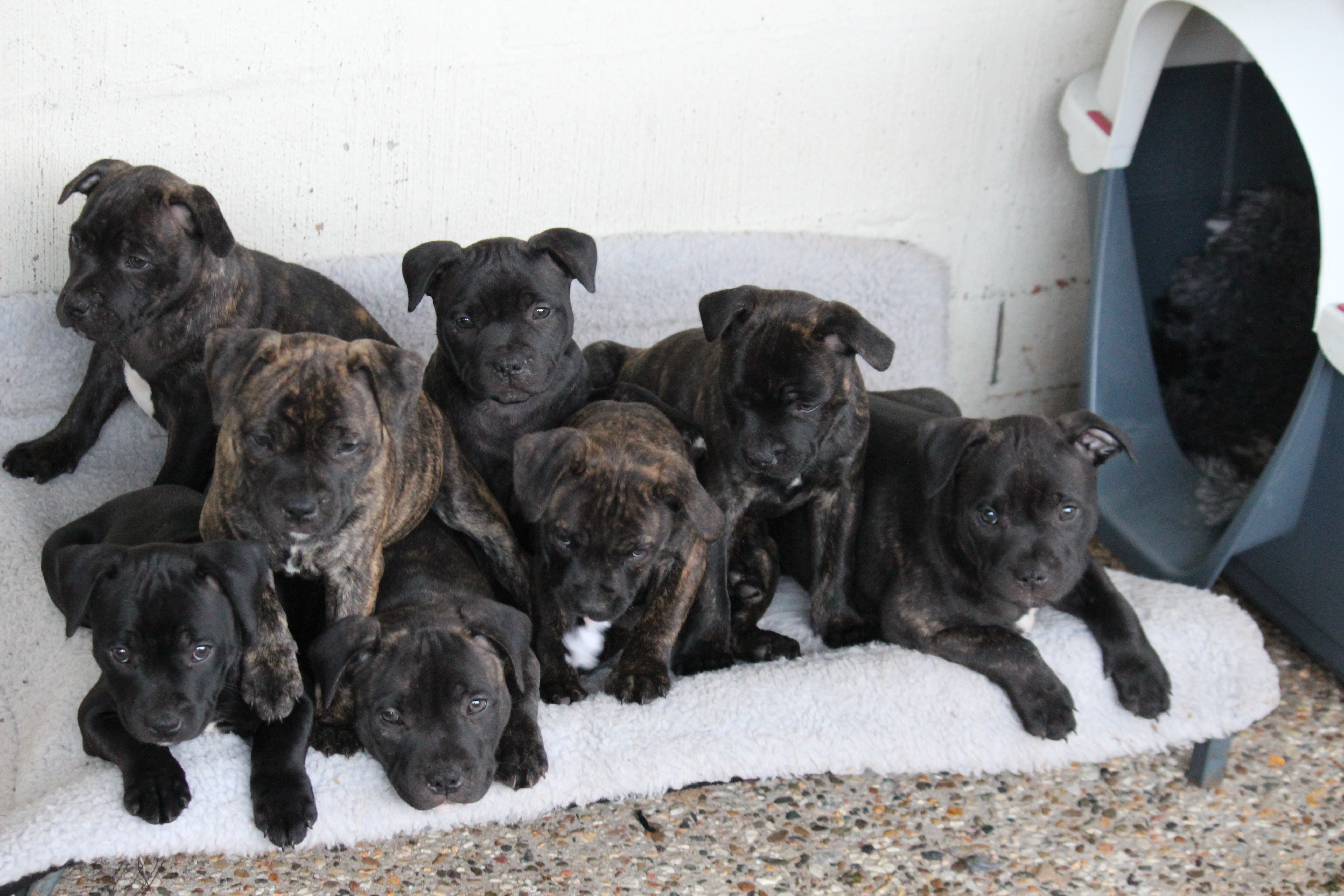 Purebred English Staffy (Staffordshire Bull Terrier) Puppies – Ready Now — photo 2