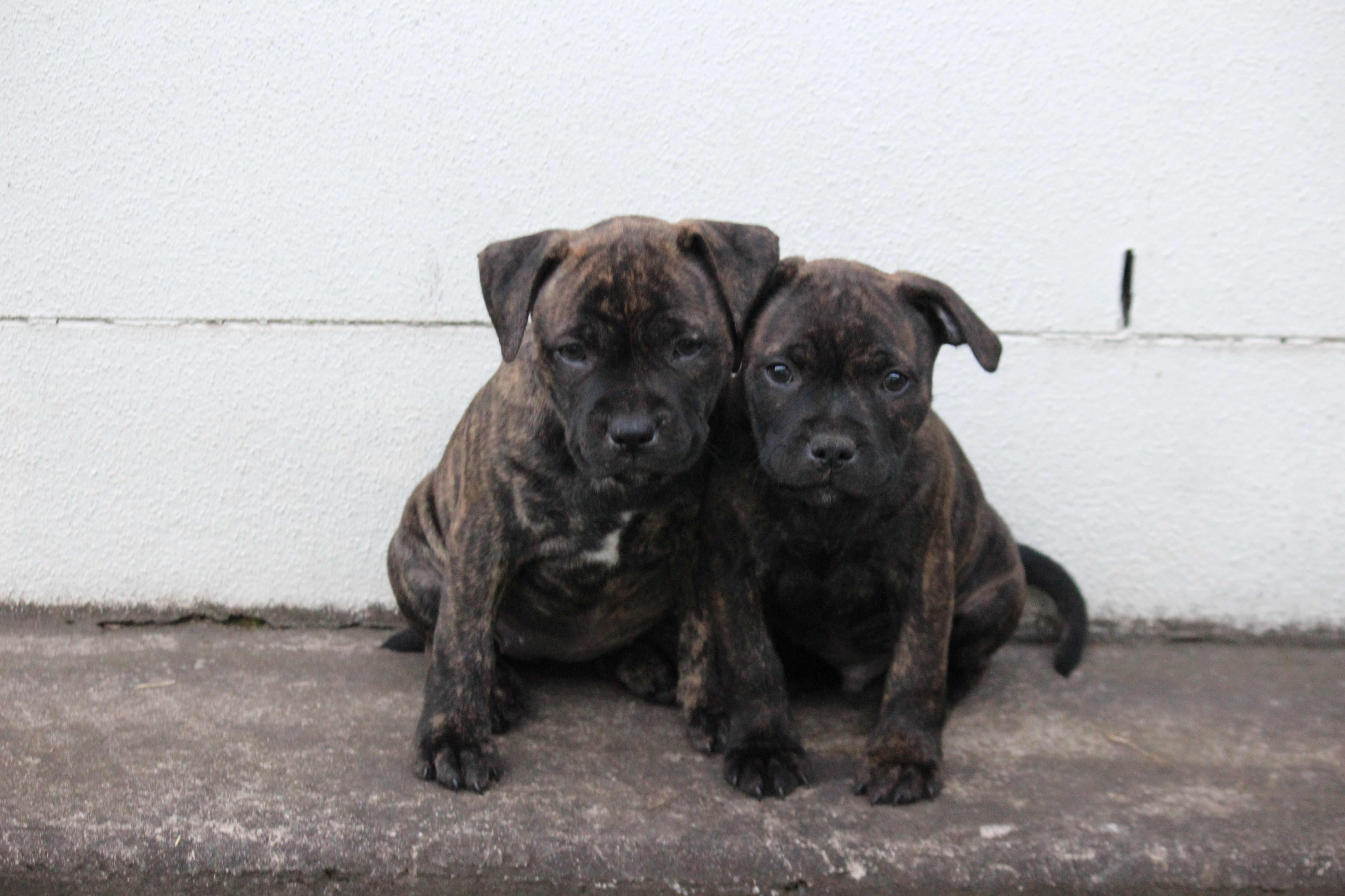 Purebred English Staffy (Staffordshire Bull Terrier) Puppies – Ready Now — photo 1