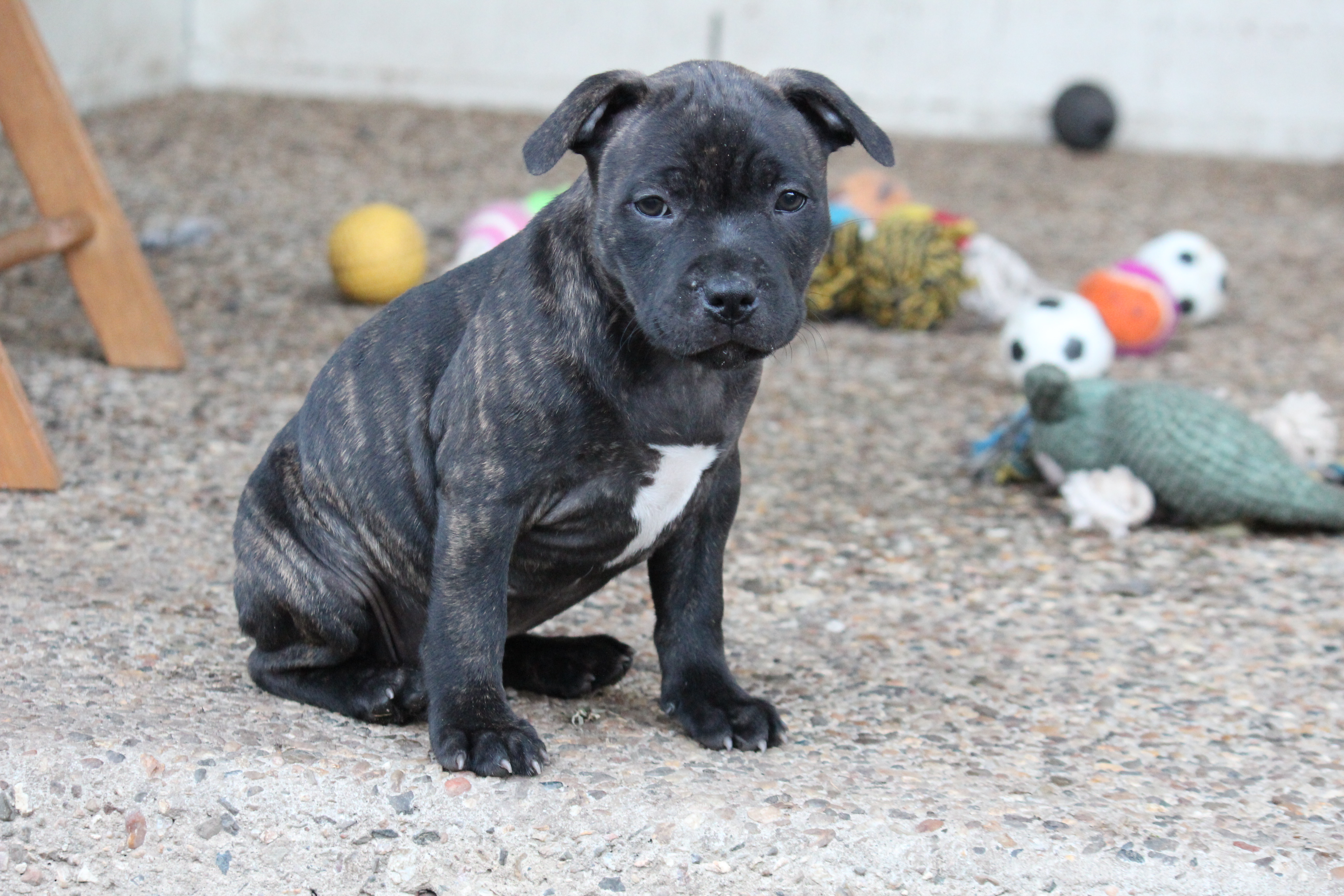 Purebred English Staffy (Staffordshire Bull Terrier) Puppies – Ready Now — photo 4