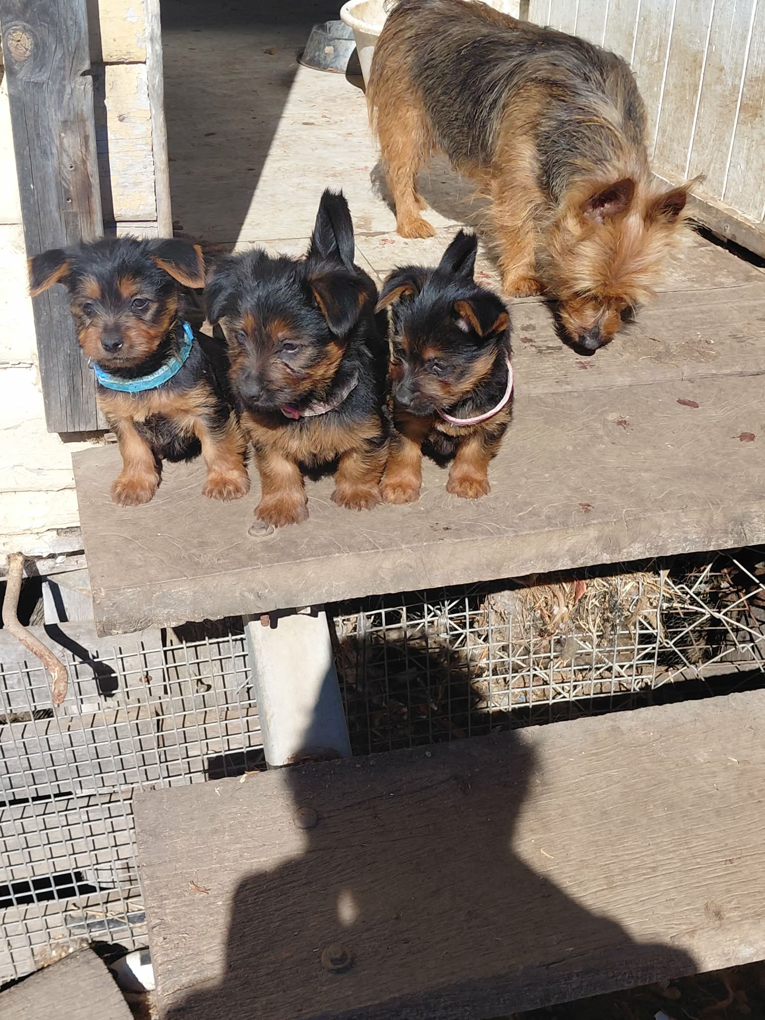 Maisy's itter — photo 1