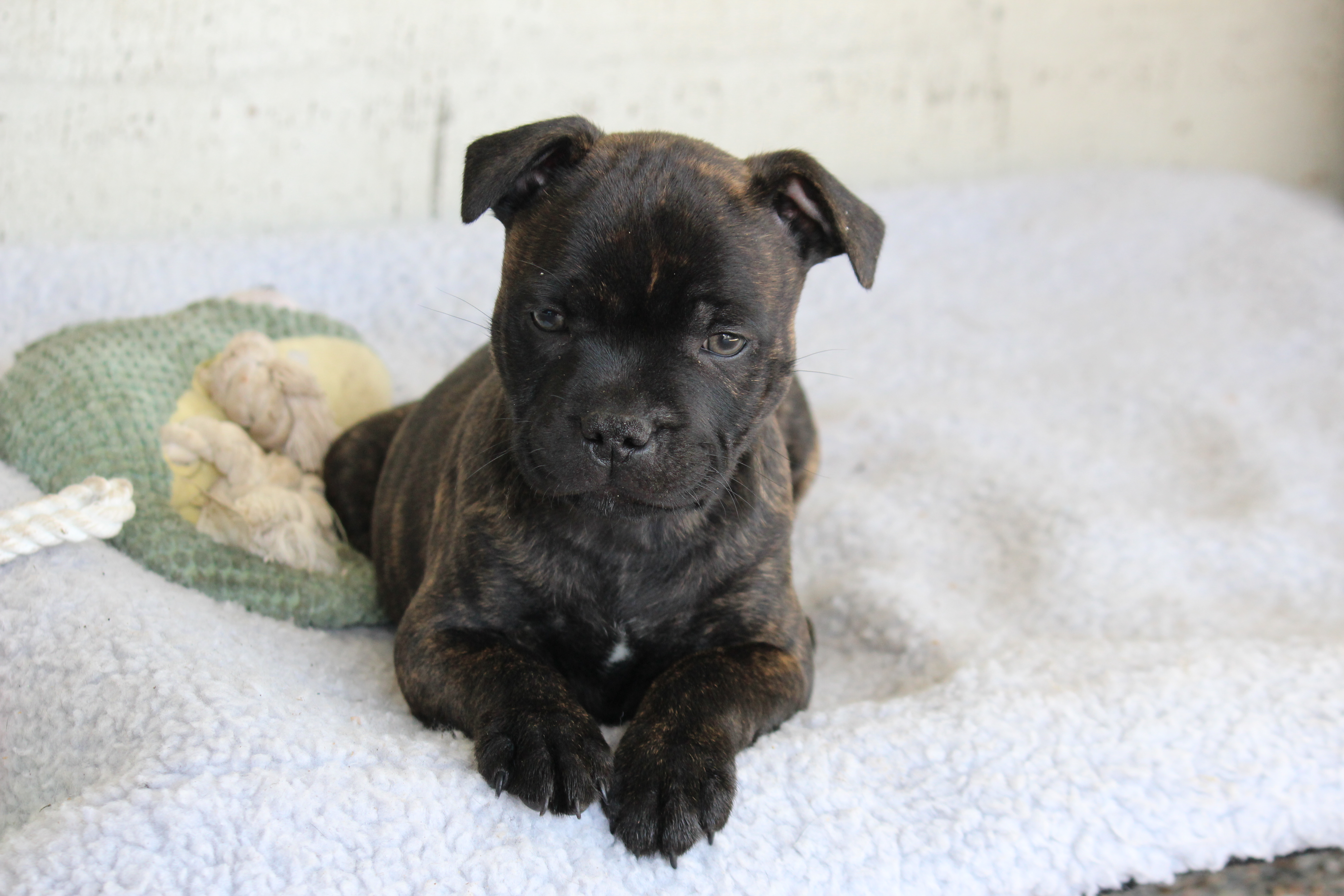Purebred English Staffy (Staffordshire Bull Terrier) Puppies – Ready Now — photo 7