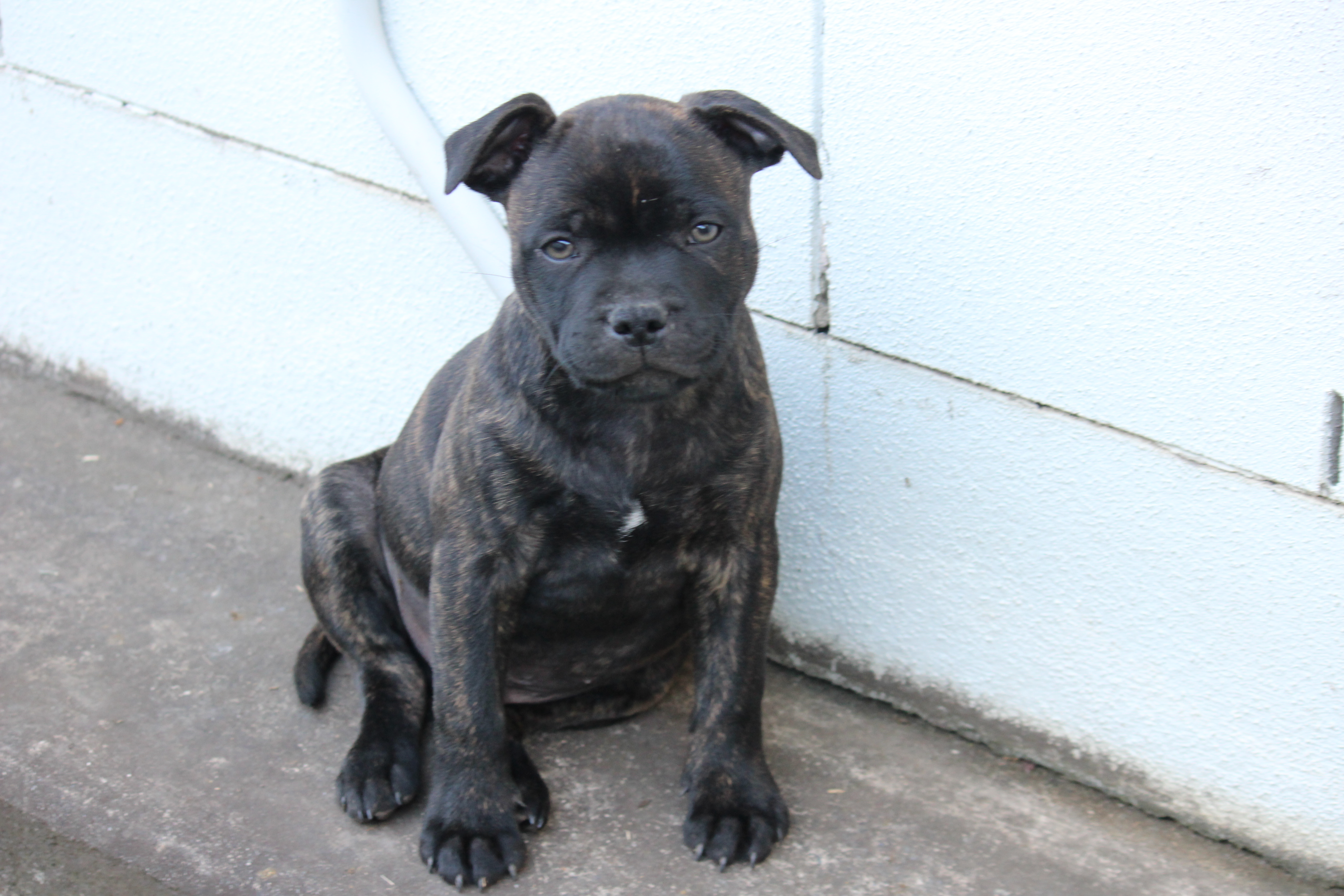 Purebred English Staffy (Staffordshire Bull Terrier) Puppies – Ready Now — photo 10