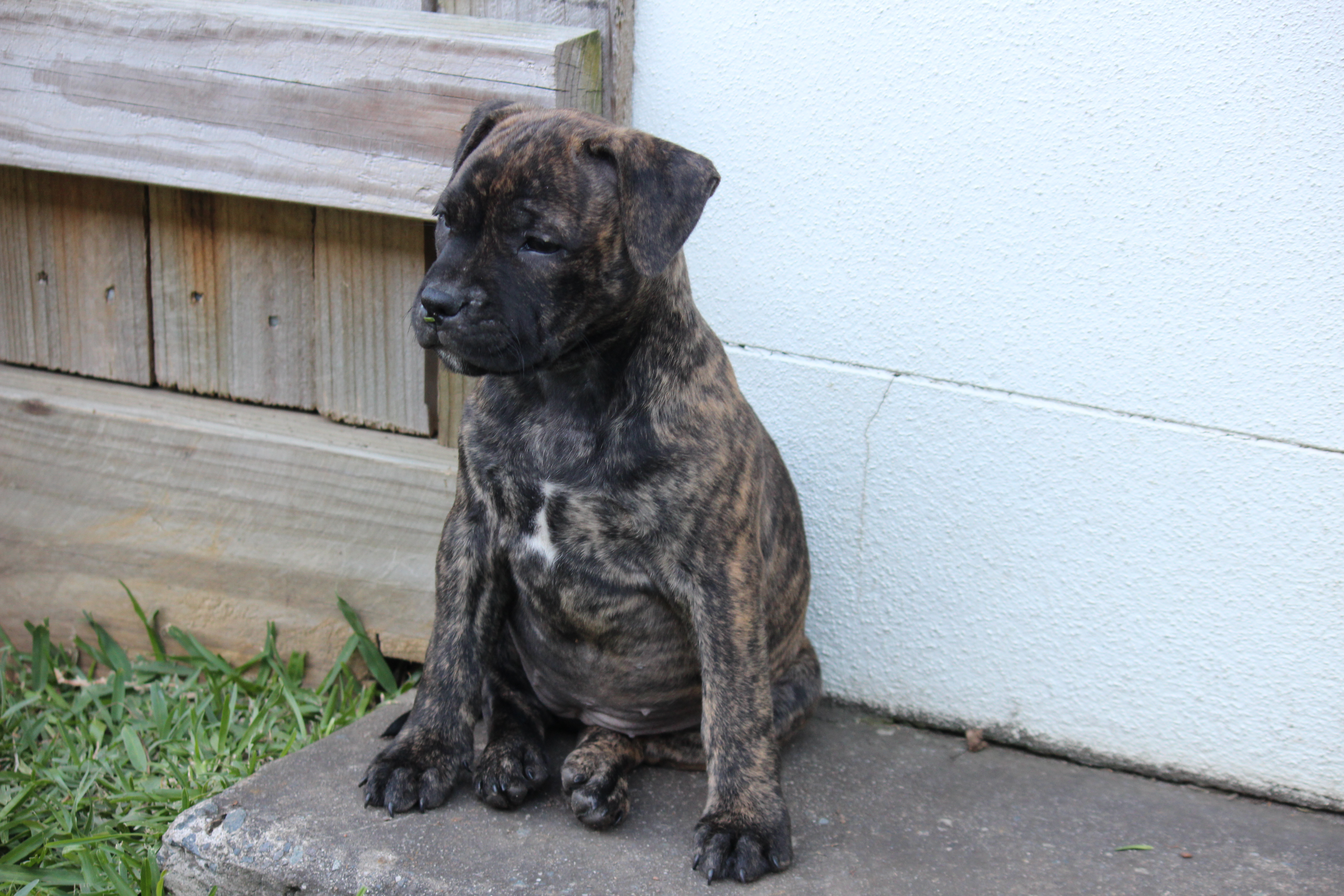 Purebred English Staffy (Staffordshire Bull Terrier) Puppies – Ready Now — photo 11