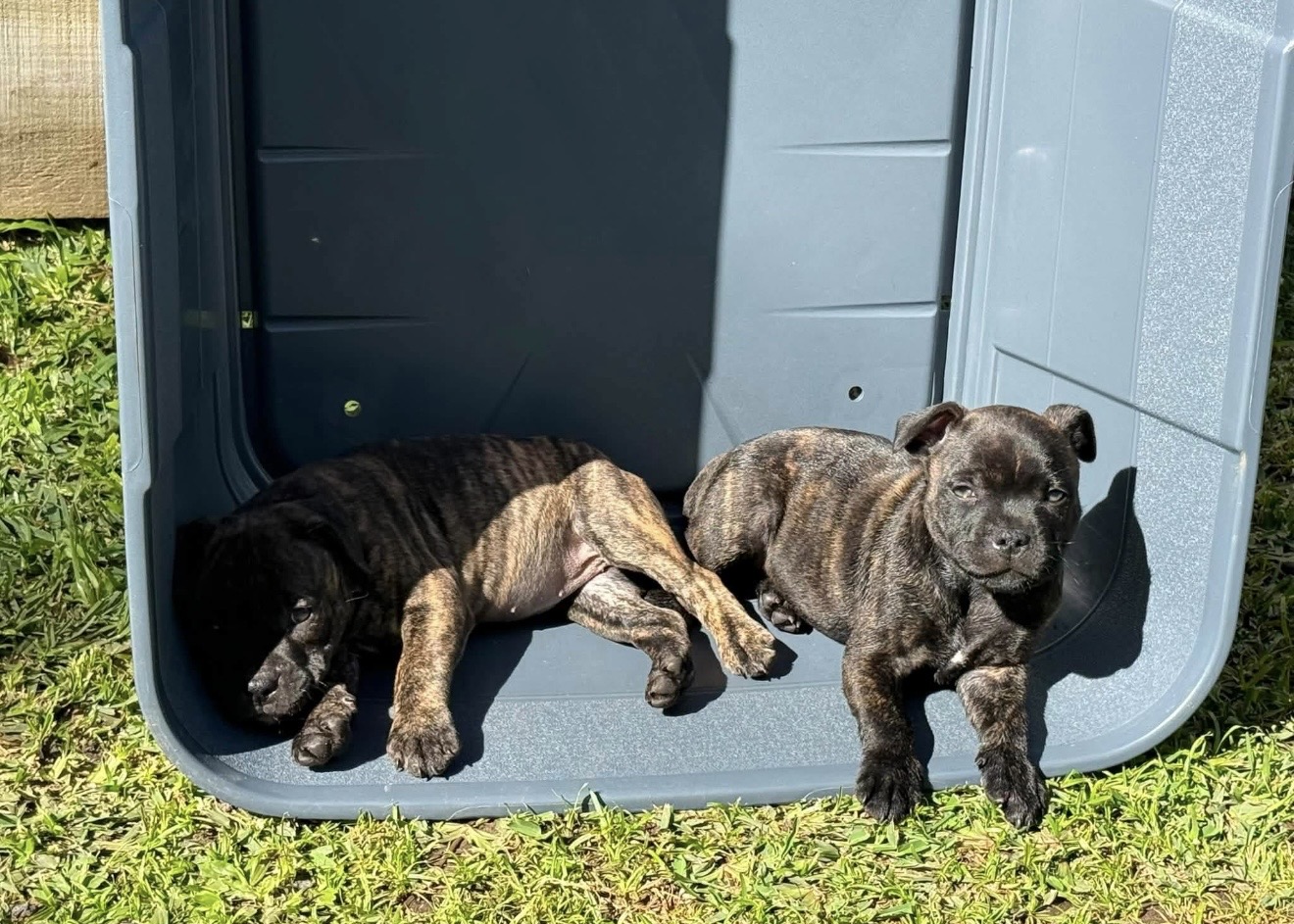 Purebred English Staffy (Staffordshire Bull Terrier) Puppies – Ready Now — photo 6