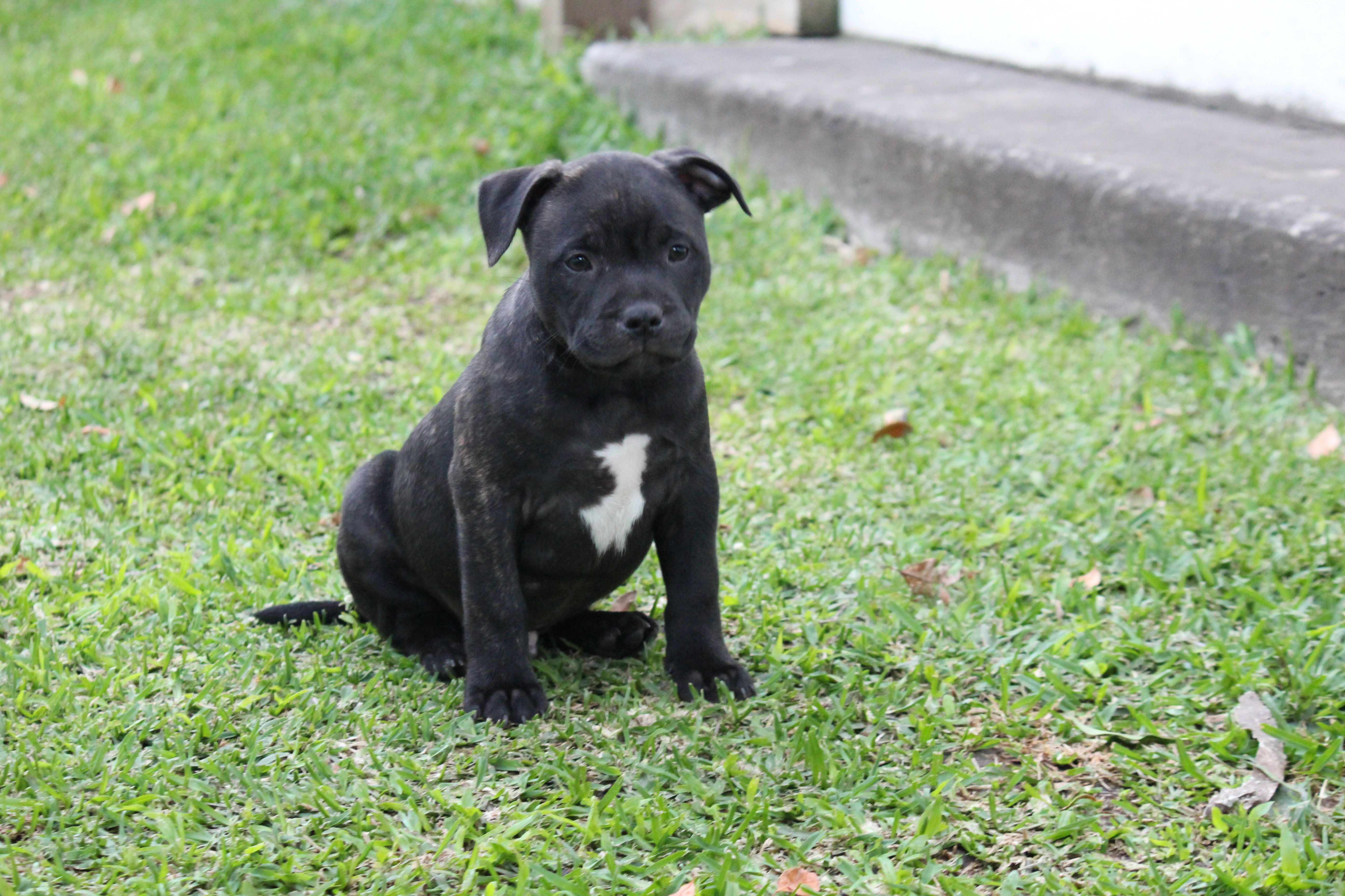 Purebred English Staffy (Staffordshire Bull Terrier) Puppies – Ready Now — photo 9