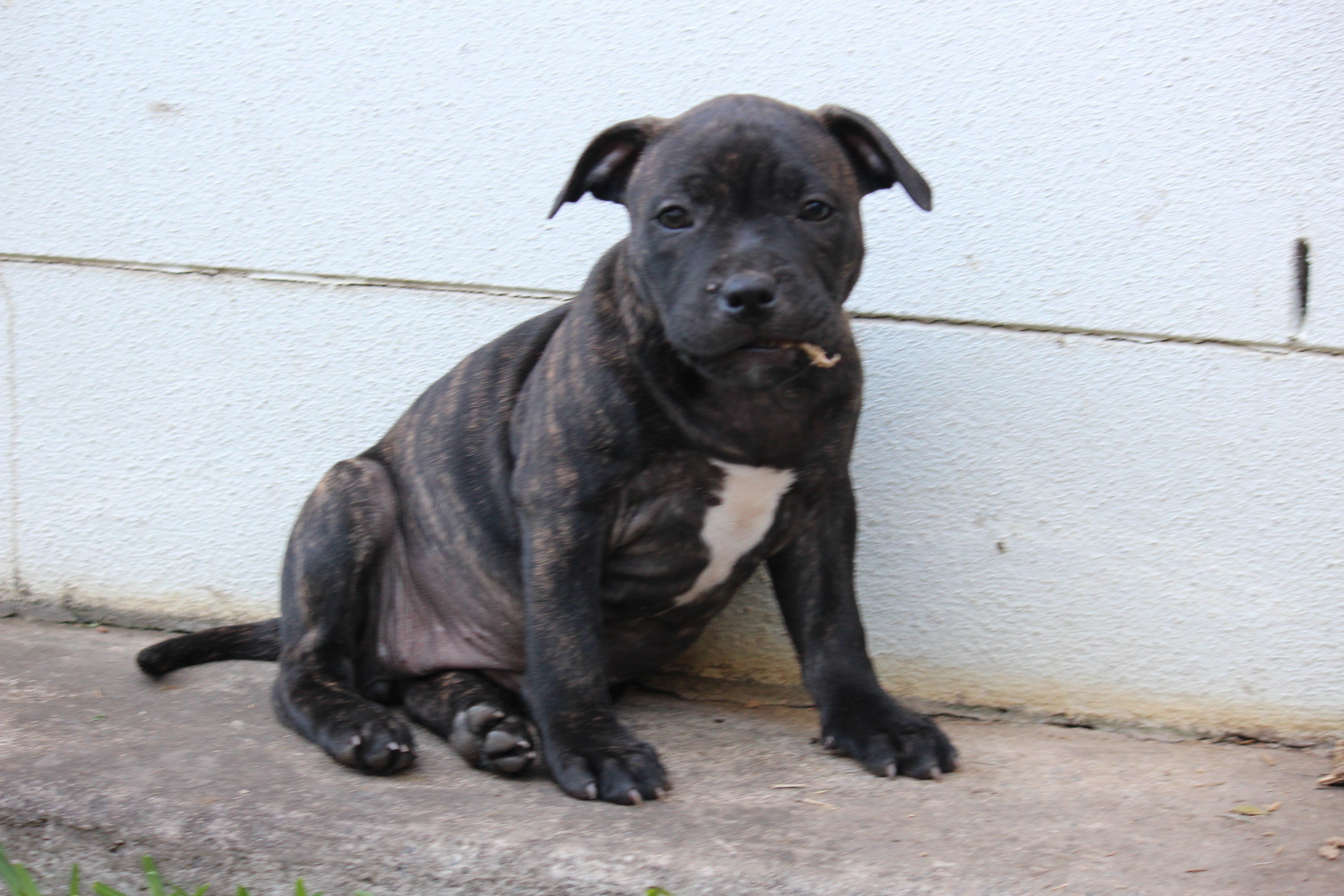 Purebred English Staffy (Staffordshire Bull Terrier) Puppies – Ready Now — photo 15