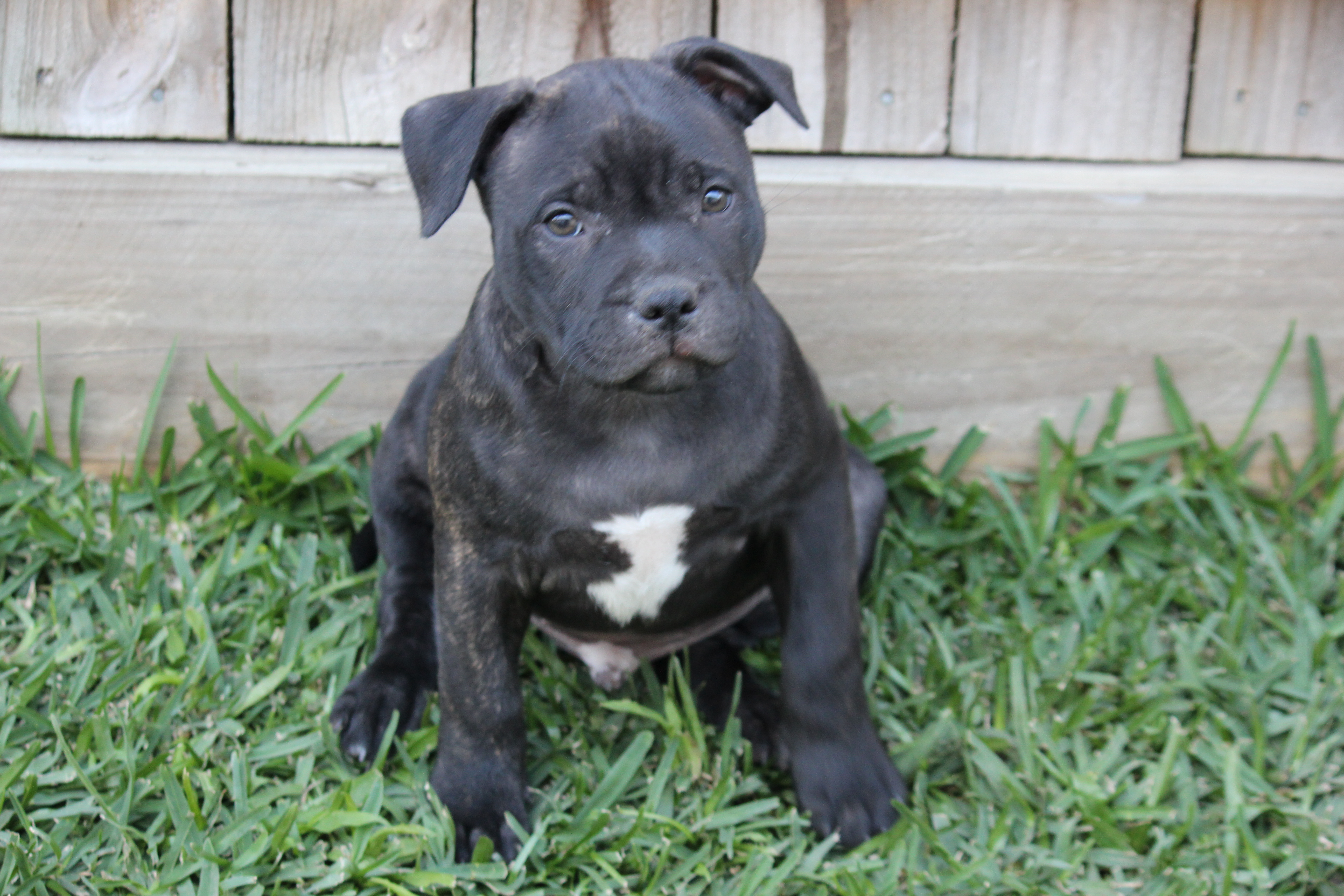 Purebred English Staffy (Staffordshire Bull Terrier) Puppies – Ready Now — photo 13