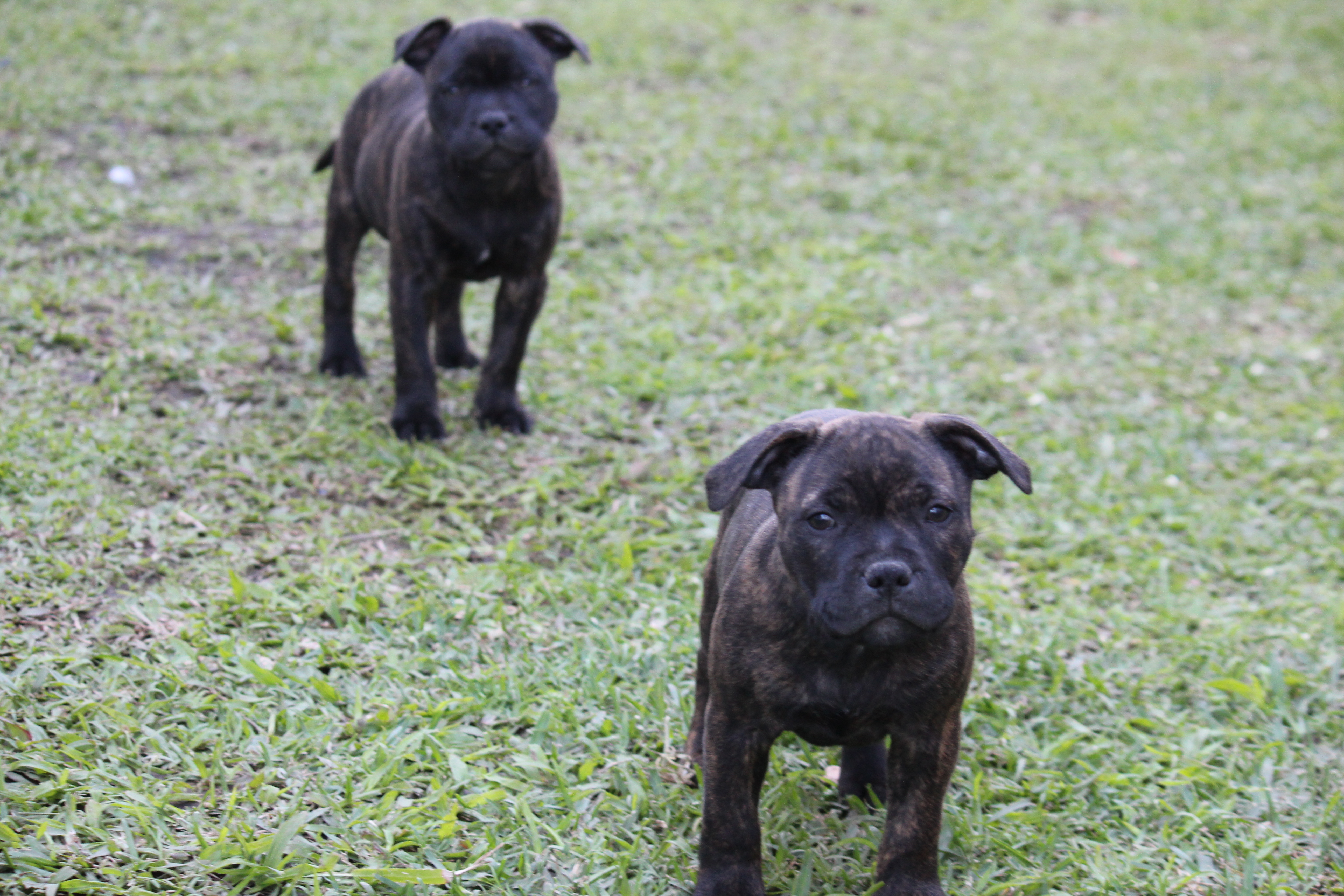 Purebred English Staffy (Staffordshire Bull Terrier) Puppies – Ready Now — photo 12