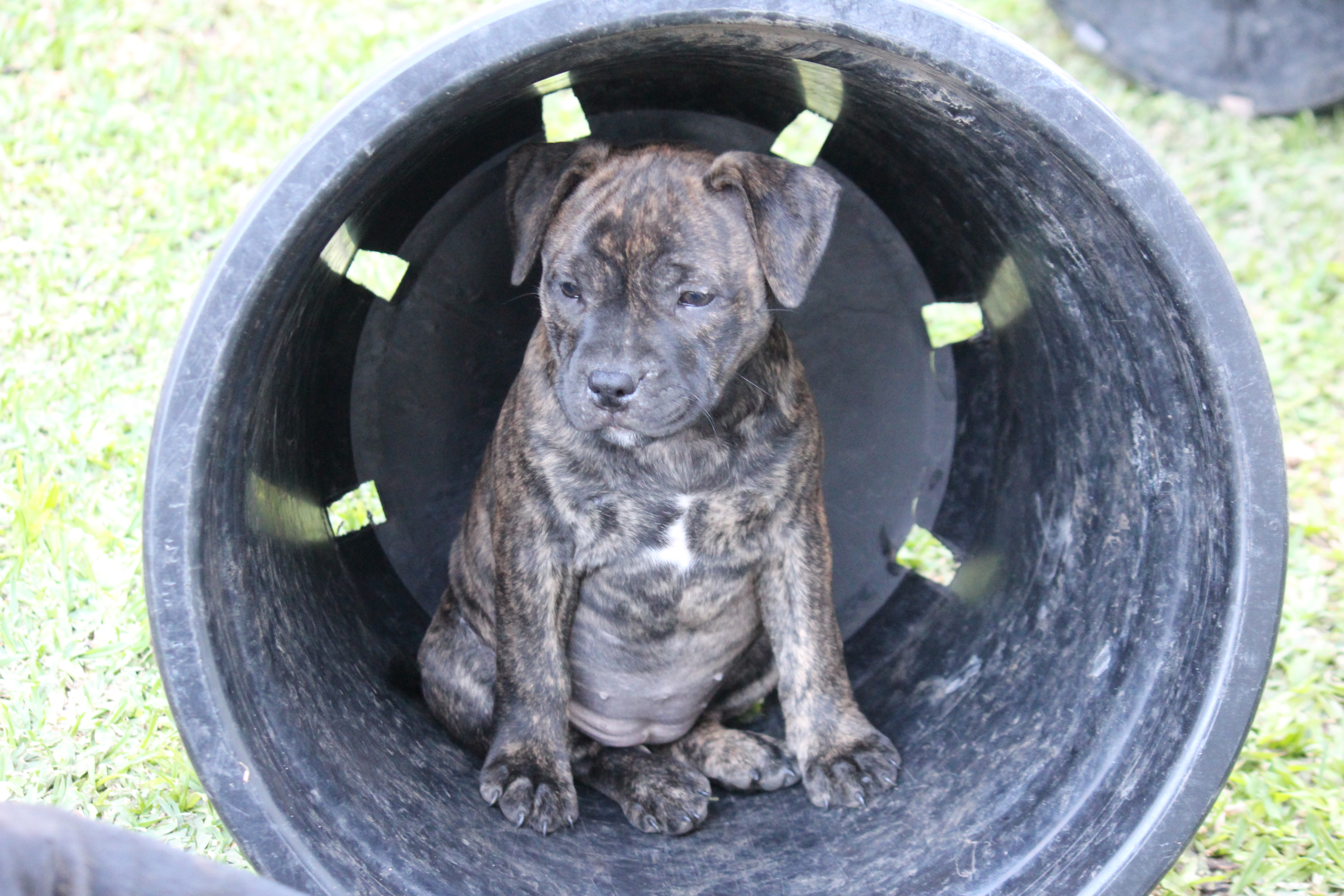 Purebred English Staffy (Staffordshire Bull Terrier) Puppies – Ready Now — photo 14