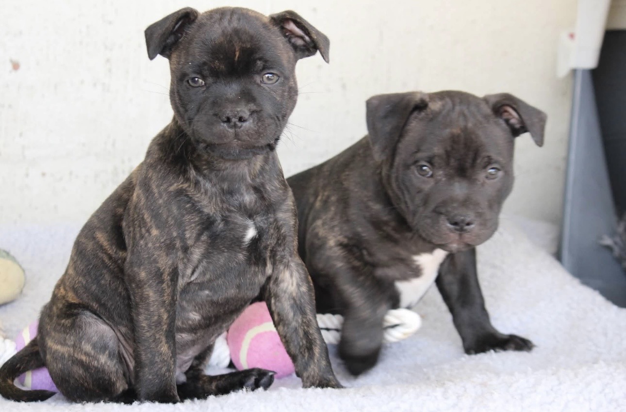 Purebred English Staffy (Staffordshire Bull Terrier) Puppies – Ready Now — photo 5