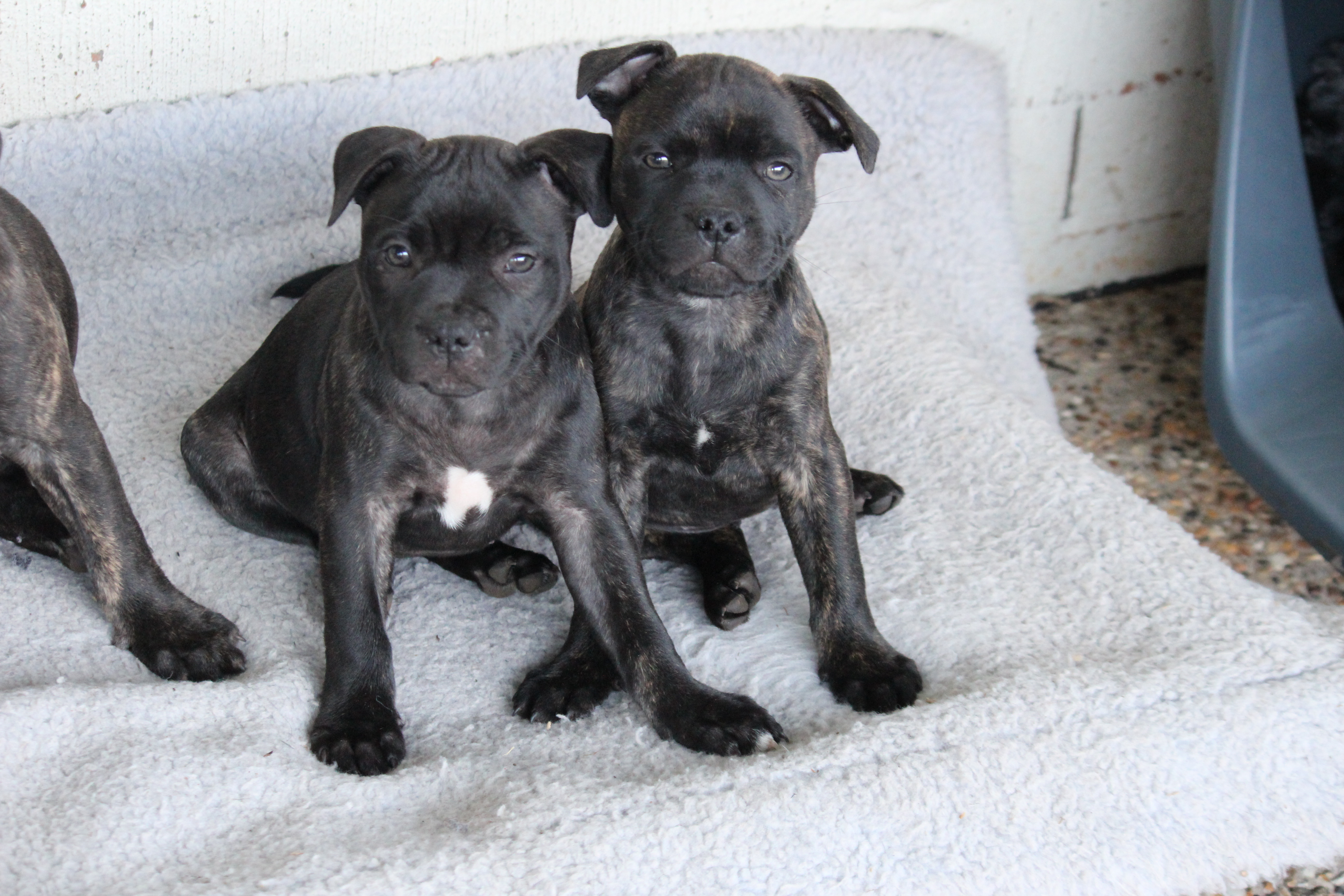 Purebred English Staffy (Staffordshire Bull Terrier) Puppies – Ready Now — photo 8