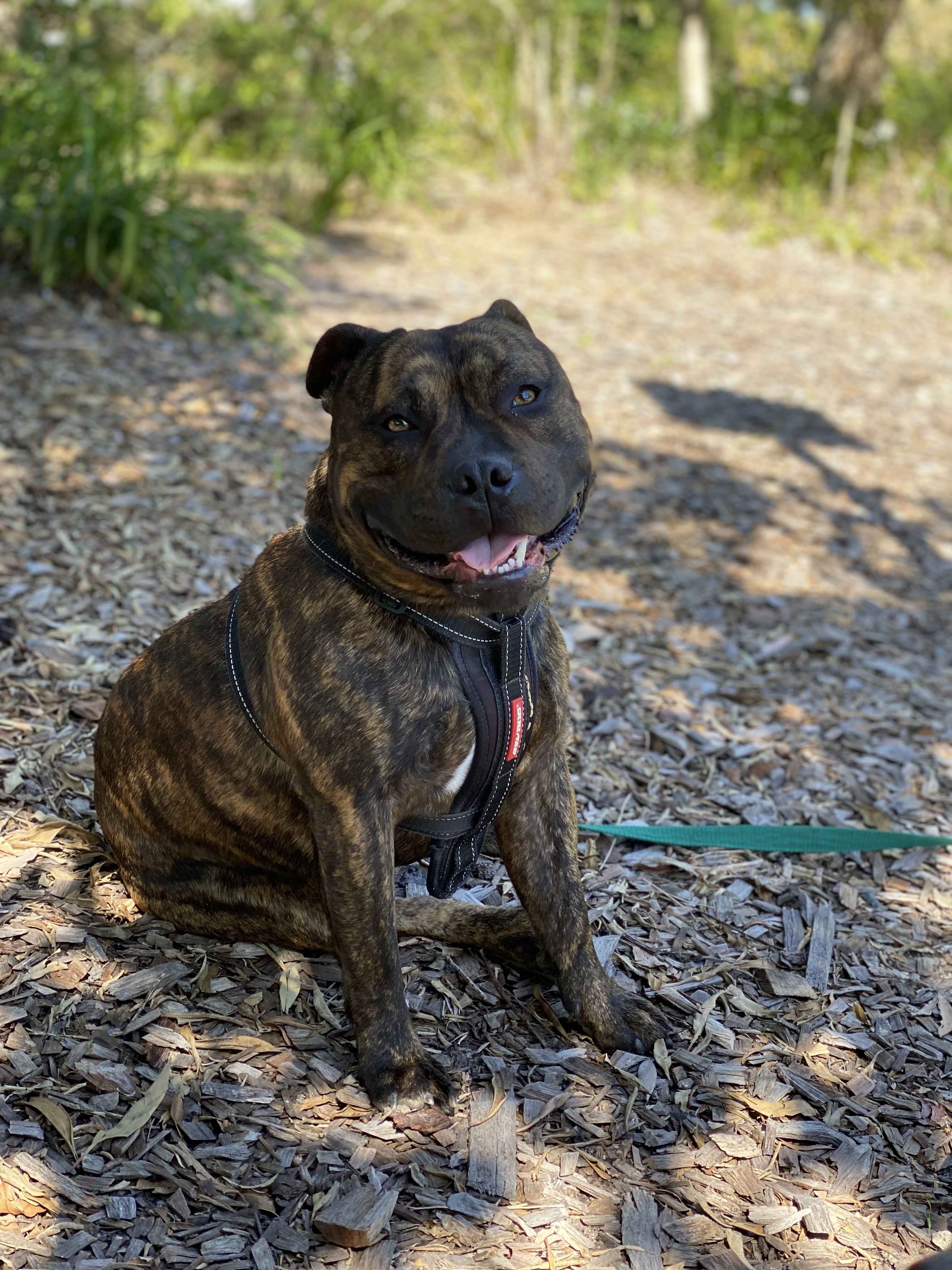 Purebred English Staffy (Staffordshire Bull Terrier) Puppies – Ready Now — photo 17