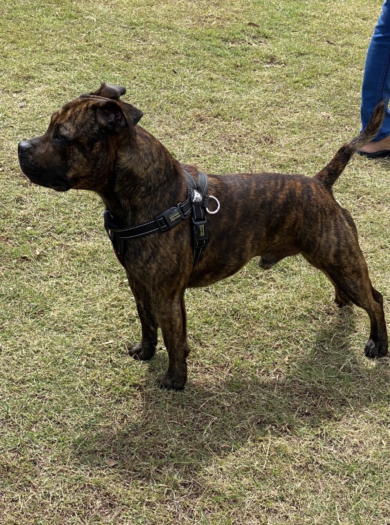 Purebred English Staffy (Staffordshire Bull Terrier) Puppies – Ready Now — photo 18