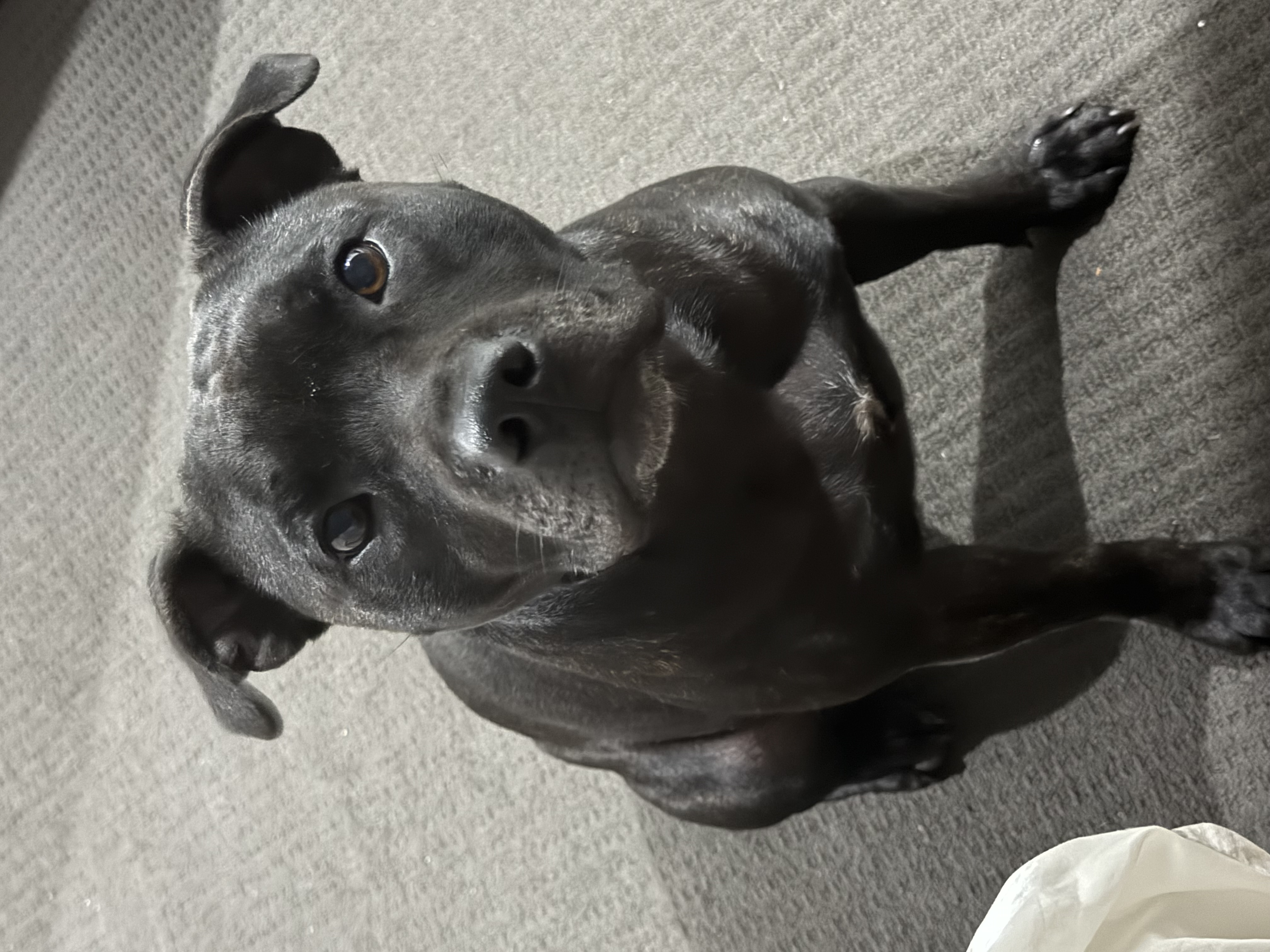 Purebred English Staffy (Staffordshire Bull Terrier) Puppies – Ready Now — photo 19